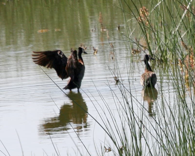 White-faced Whistling-Duck (Dendrocygna viduata)