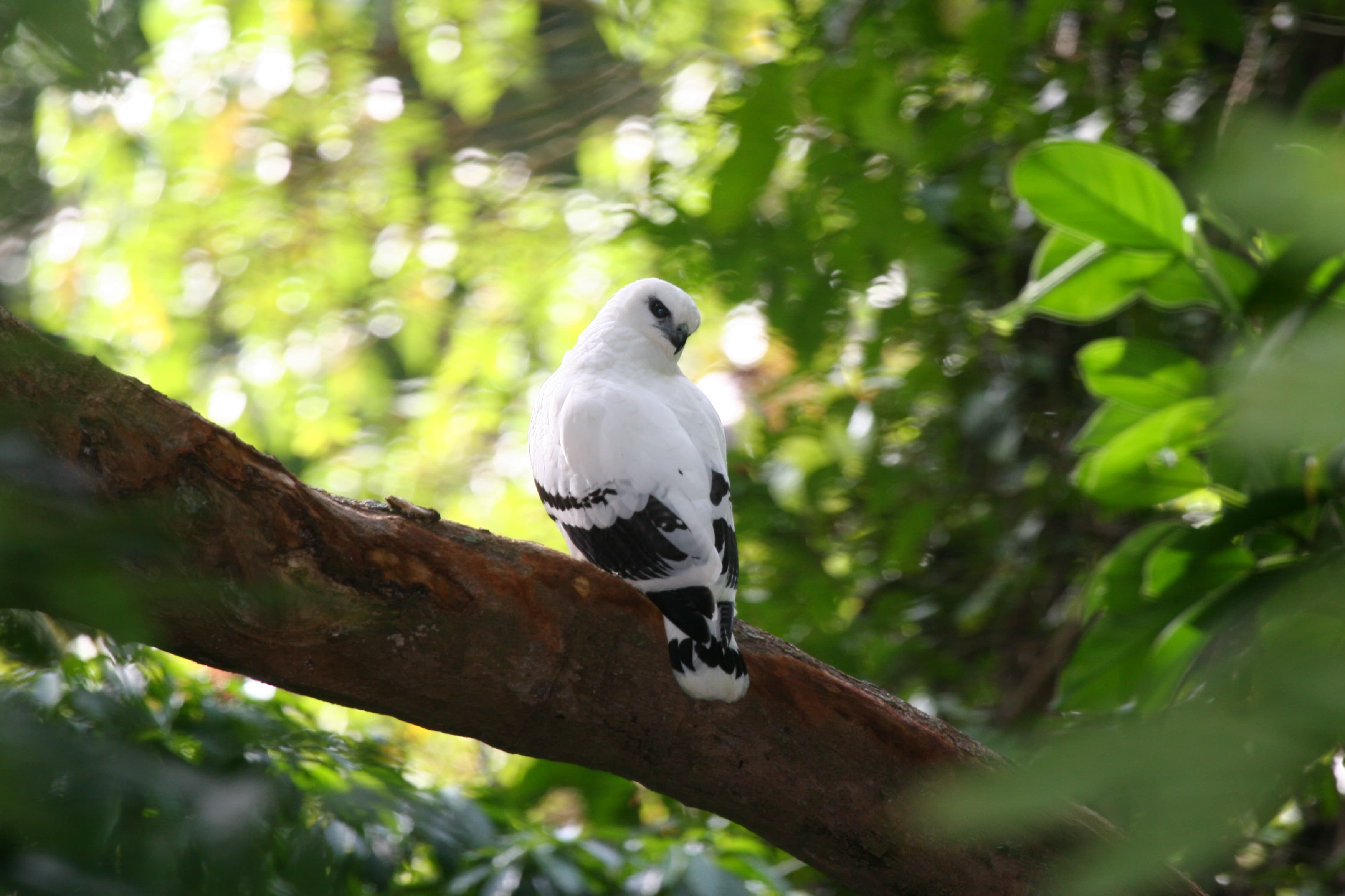 White Hawk (Pseudastur albicollis)