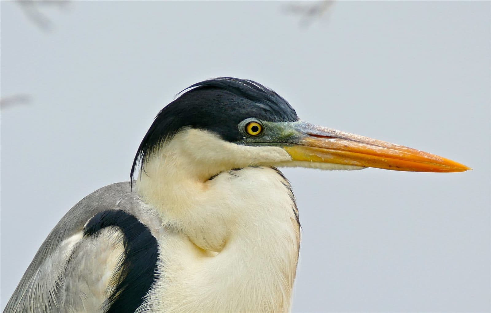 White-necked Heron / Cocoi Heron (Ardea cocoi)