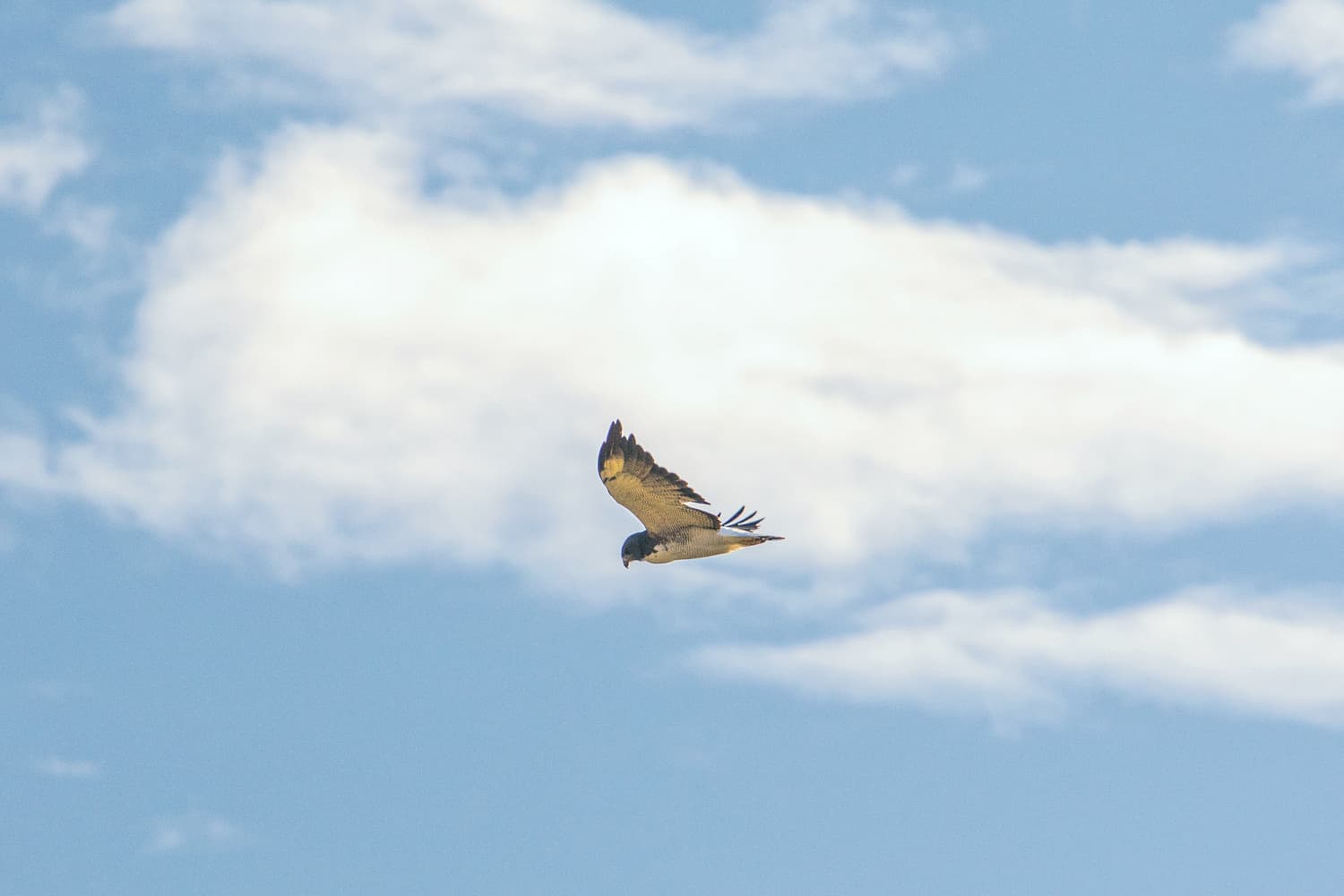 White-tailed Hawk (Geranoaetus albicaudatus) in flight, Florida, Uruguay