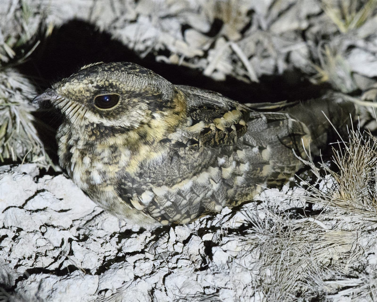 White-tailed Nightjar (Caprimulgus cayennensis), Casanare, Colombia