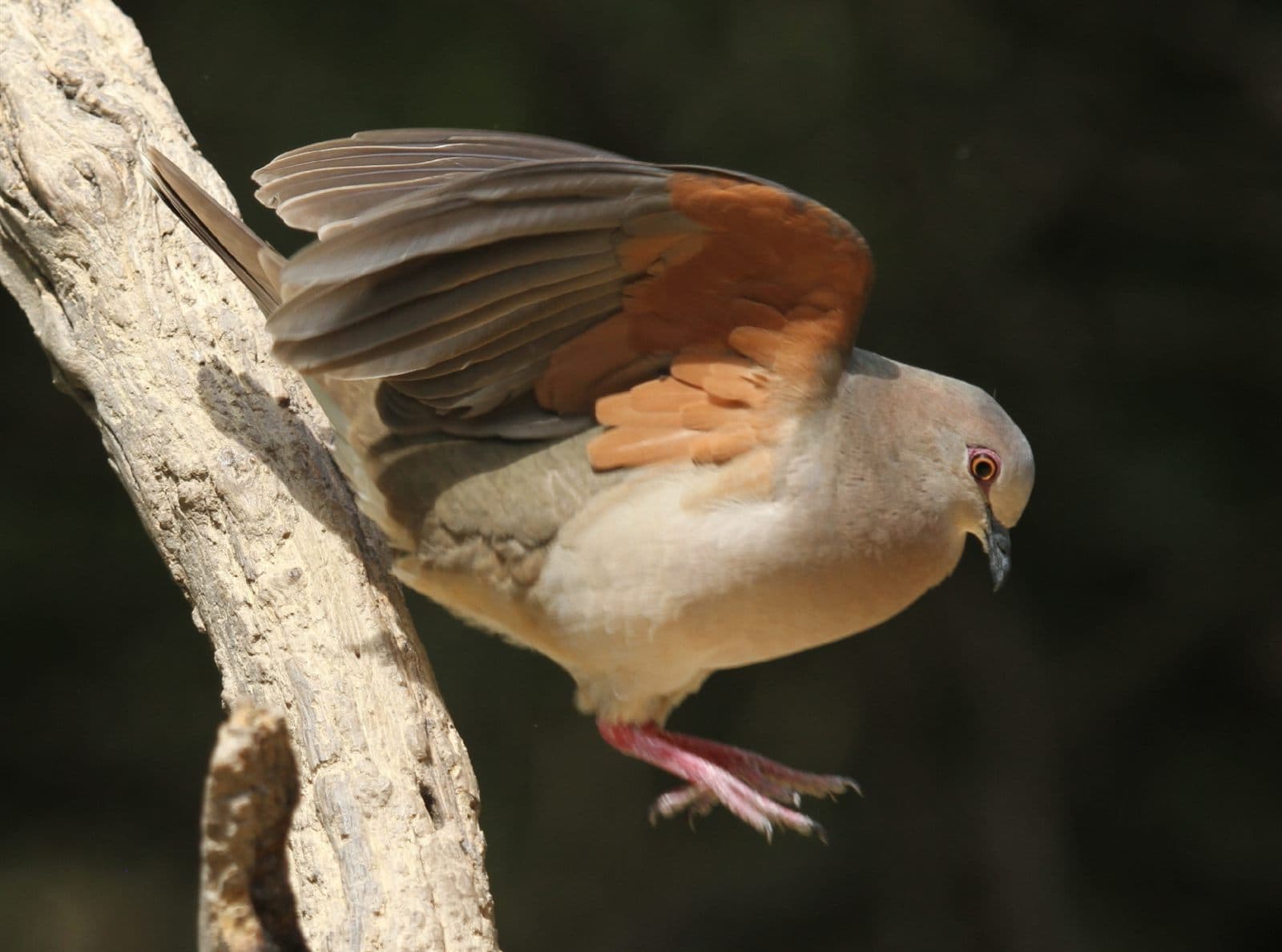White-tipped Dove (Leptotila verreauxi)