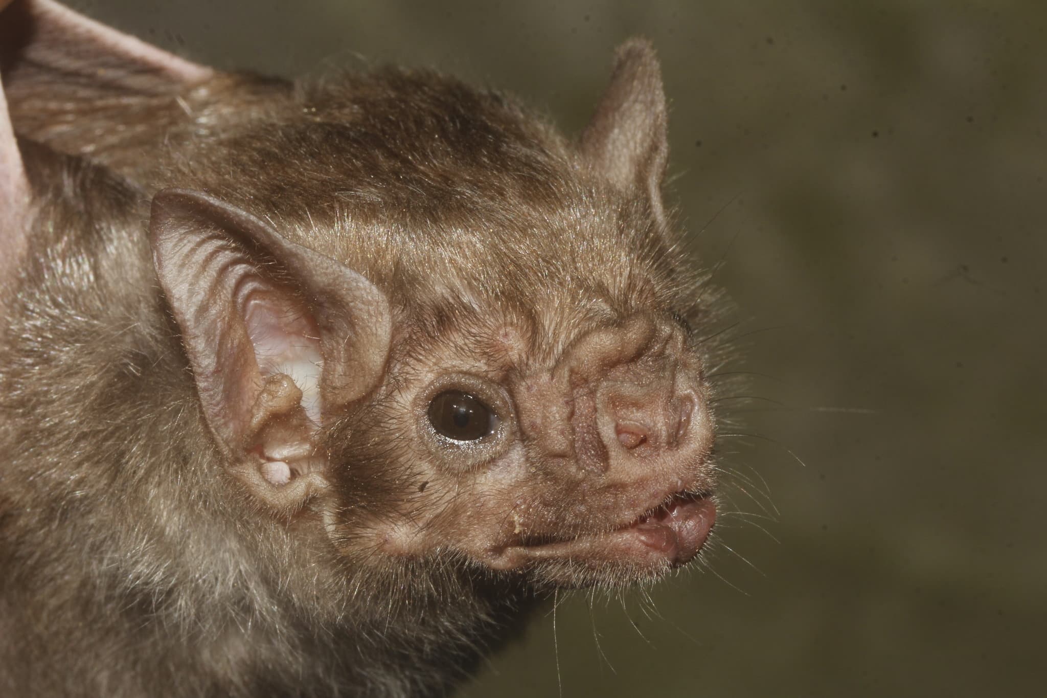 White-winged Vampire Bat (Diaemus youngi), Mexico