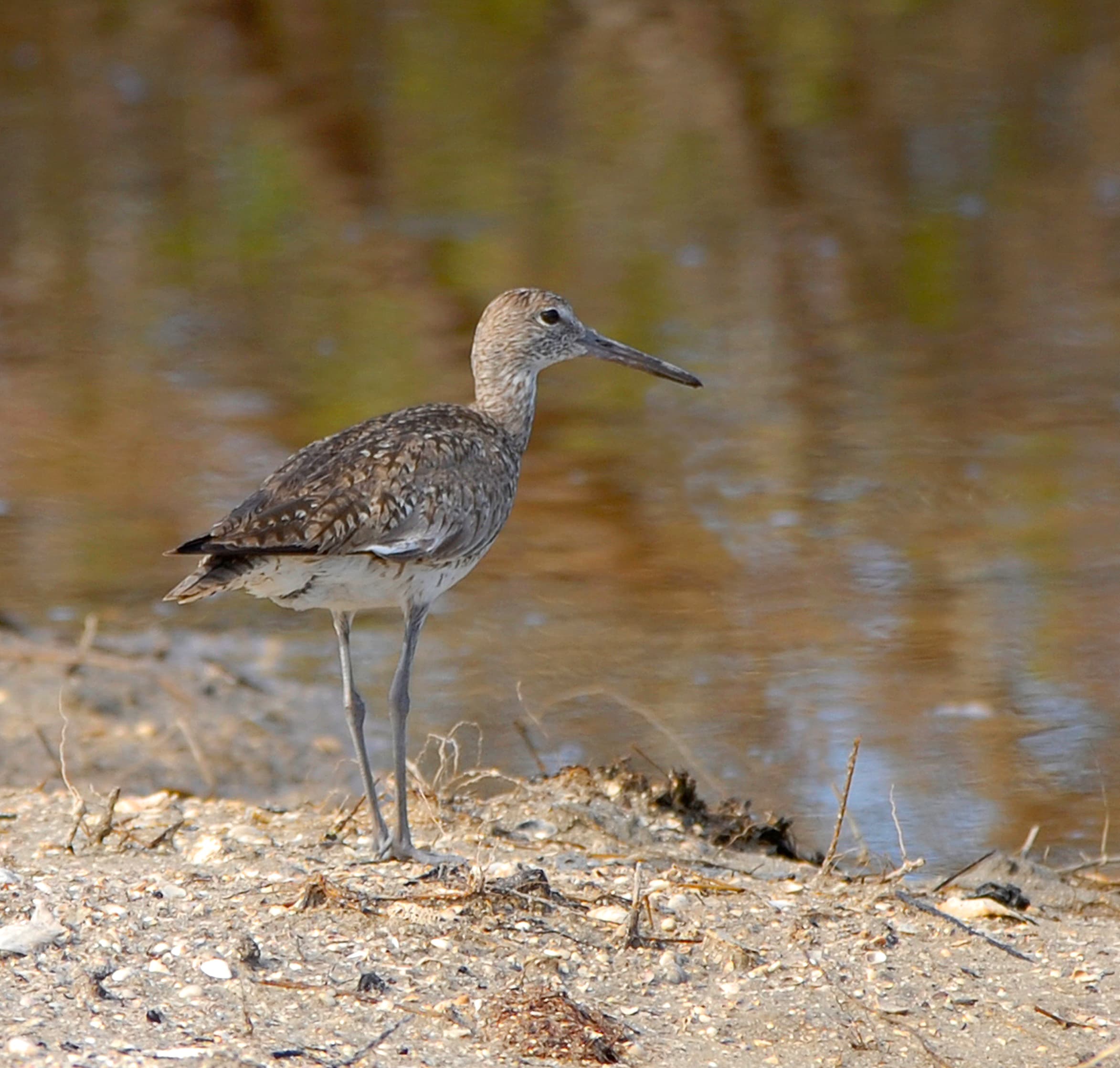 Willet (Tringa semipalmata), Eddy Creek, Merritt Island, Florida