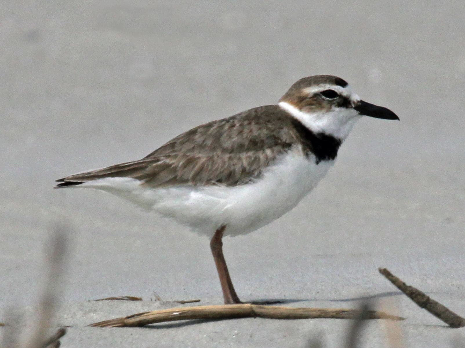 Wilson's Plover (Charadrius wilsonia), male, Sunset Beach, North Carolina