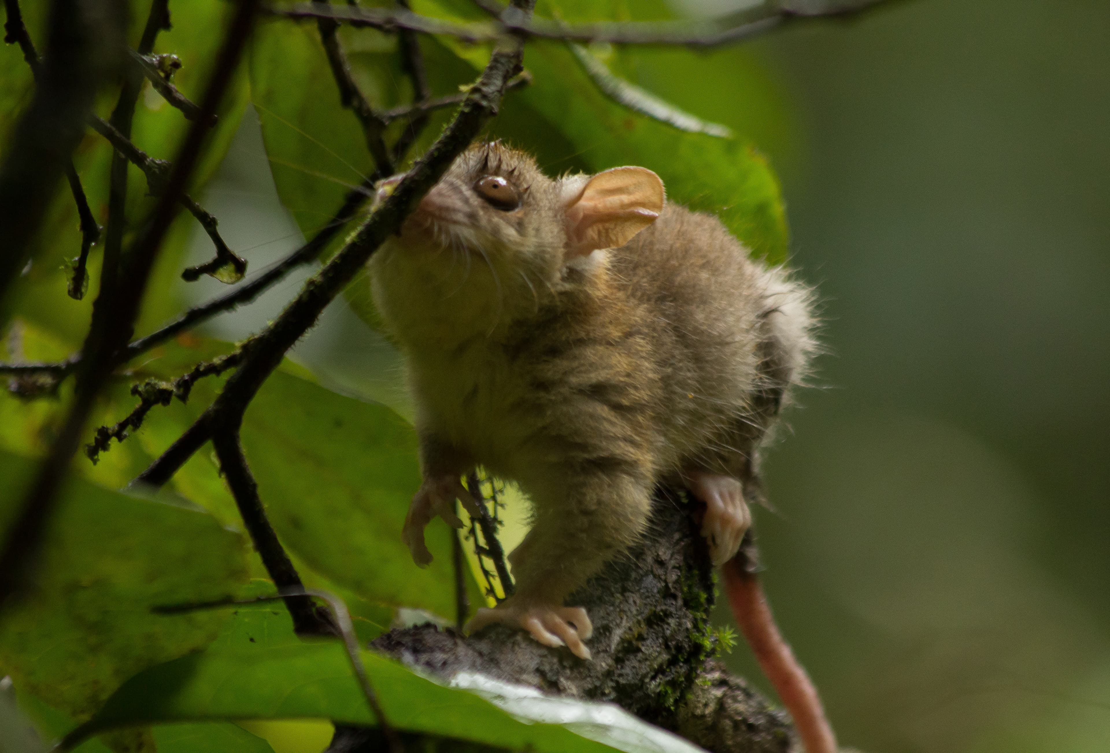 Woolly Opossum (Caluromys philander), Brazil