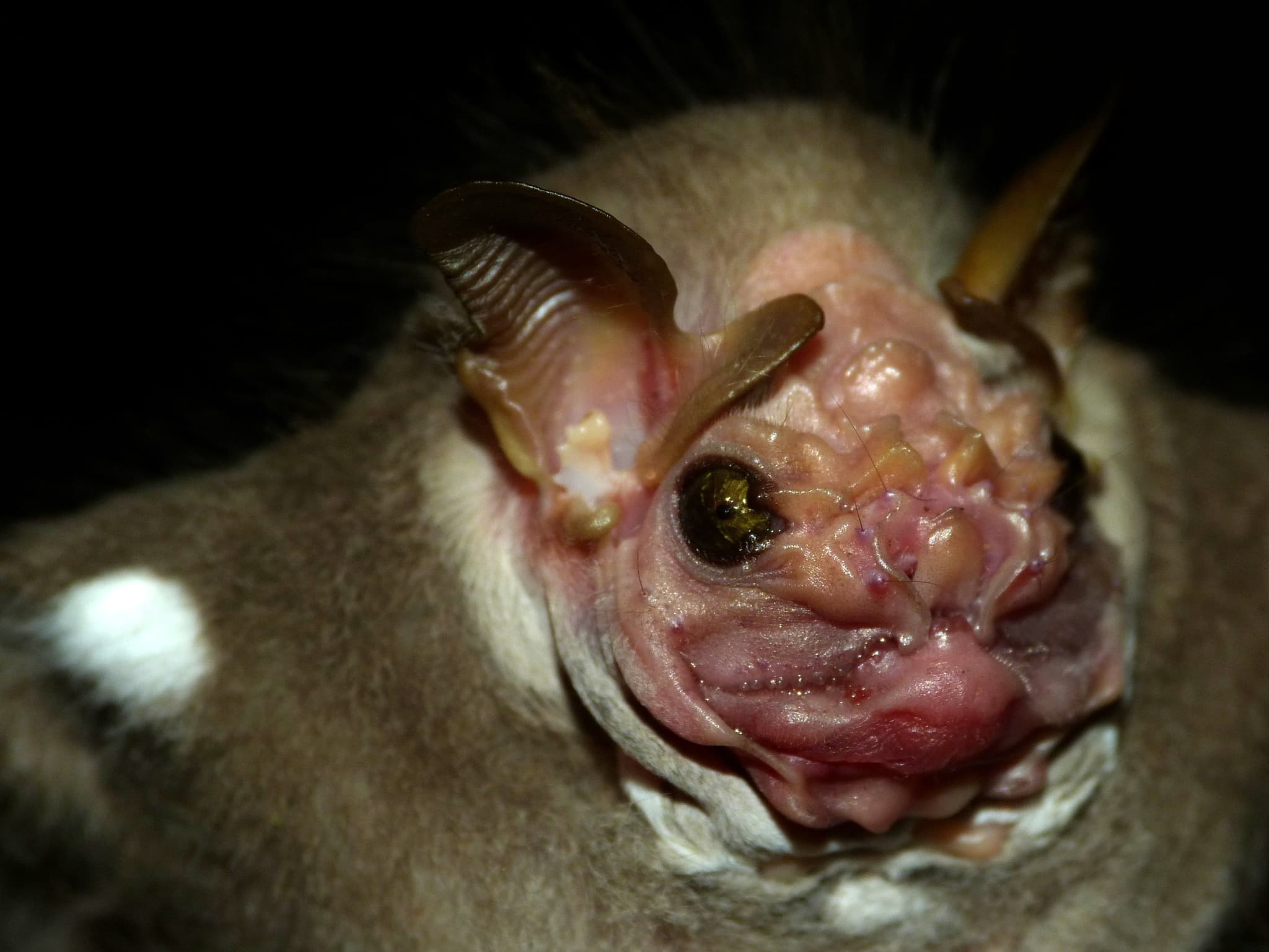 Wrinkle-faced Bat (Centurio senex), Chiapas, Mexico