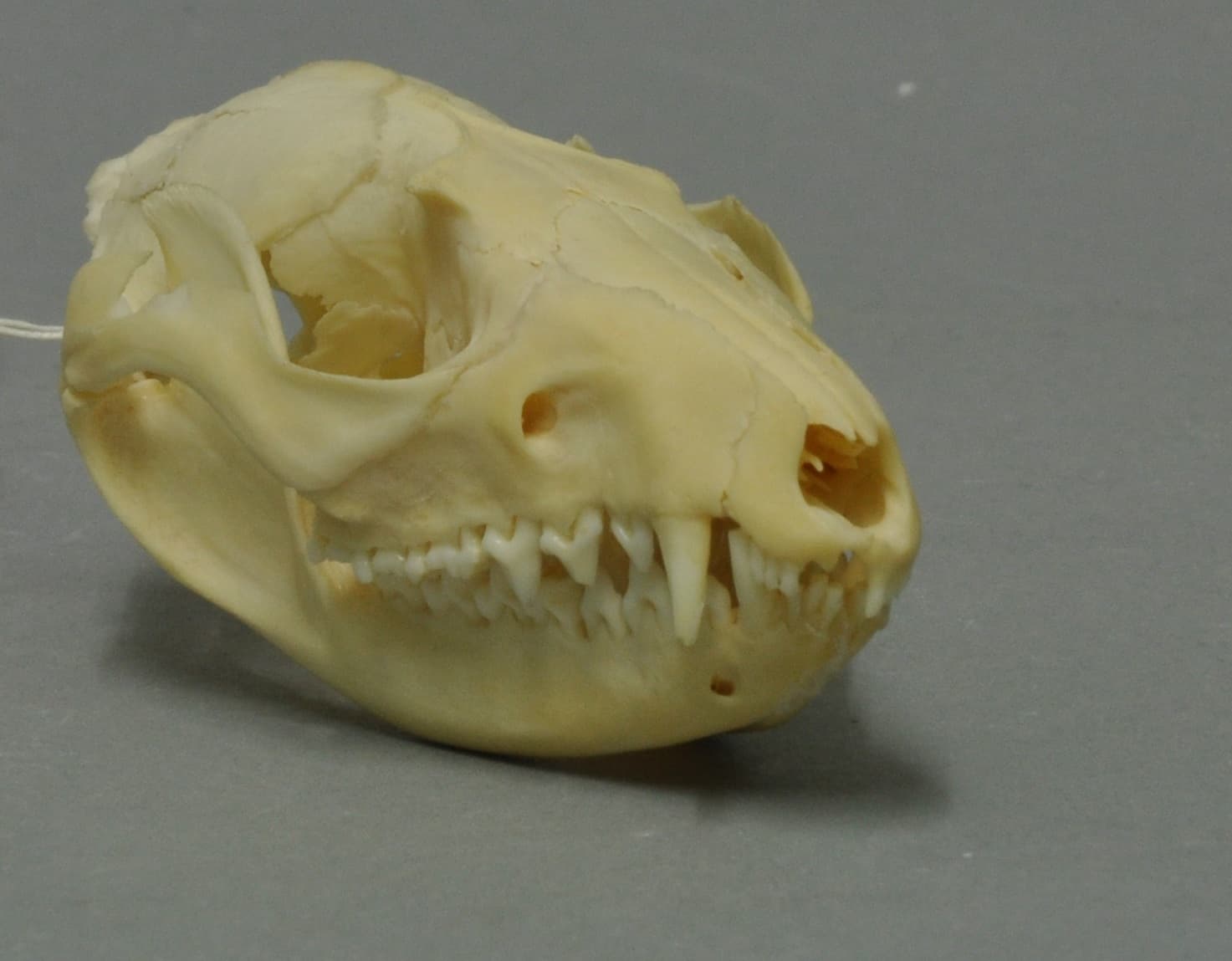 Yapok / water opossum (Chironectes minimus), museum specimen