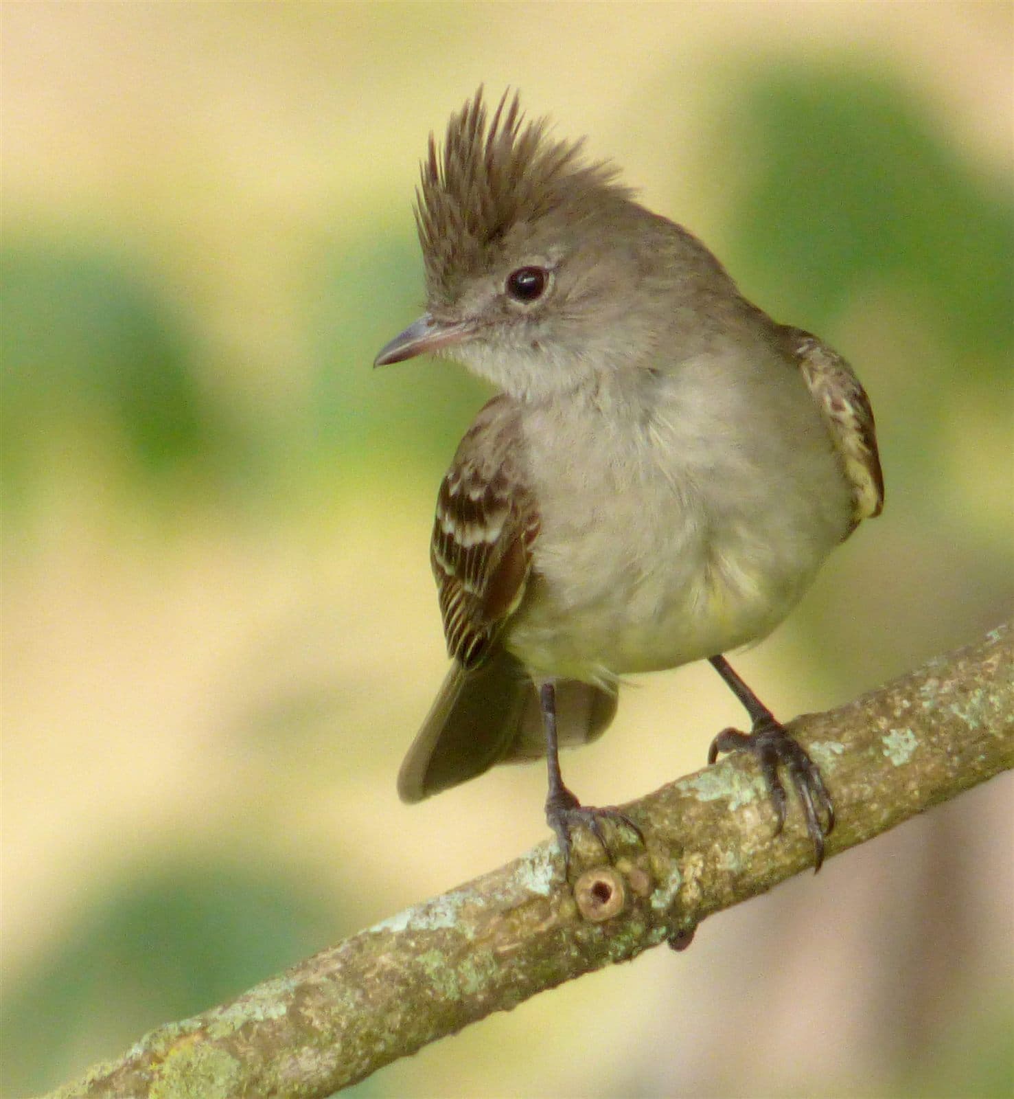 Yellow-bellied Elaenia (Elaenia flavogaster), Colombia