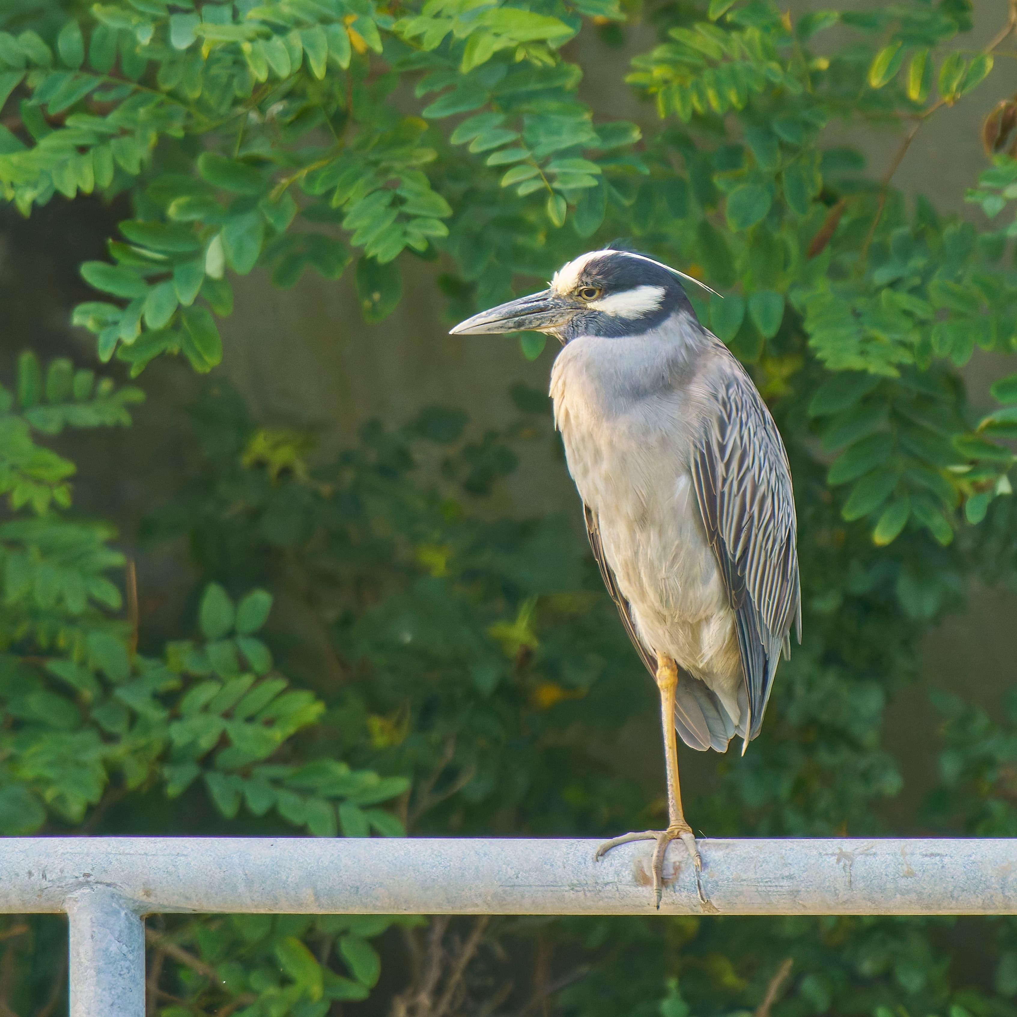 Yellow-crowned Night-Heron (Nyctanassa violacea) at Long Wharf Nature Preserve
