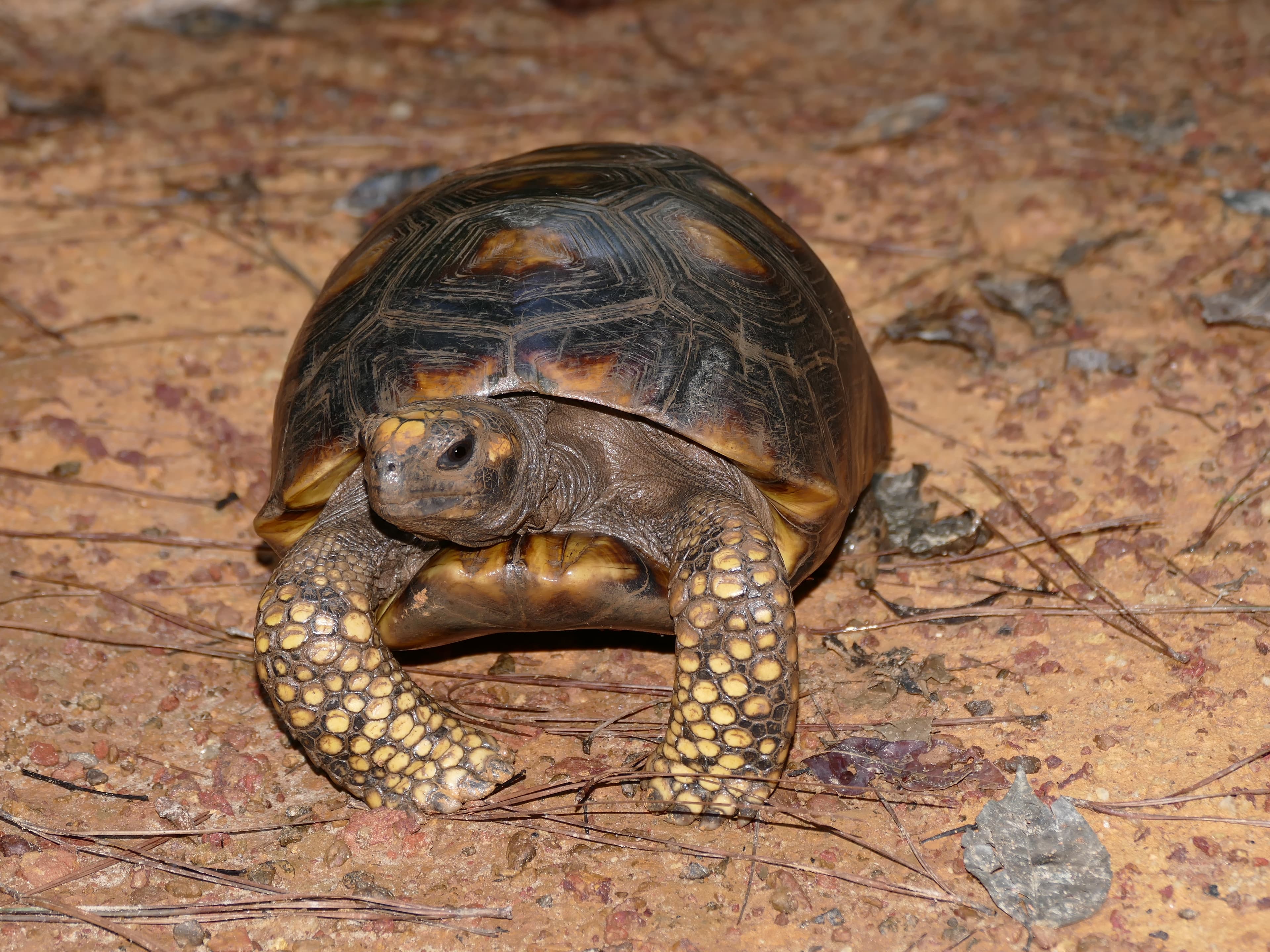 Yellow-footed Tortoise (Chelonoidis denticulata) portrait
