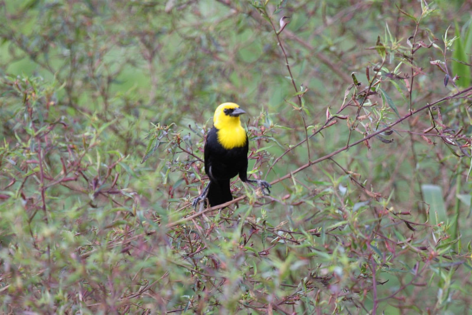 Yellow-hooded Blackbird (Chrysomus icterocephalus), male