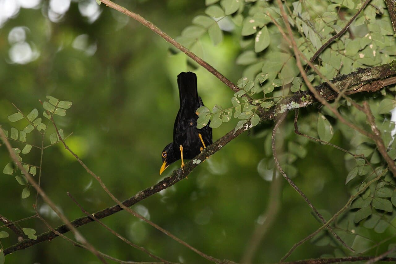 Yellow-legged Thrush (Platycichla flavipes) perched on a branch