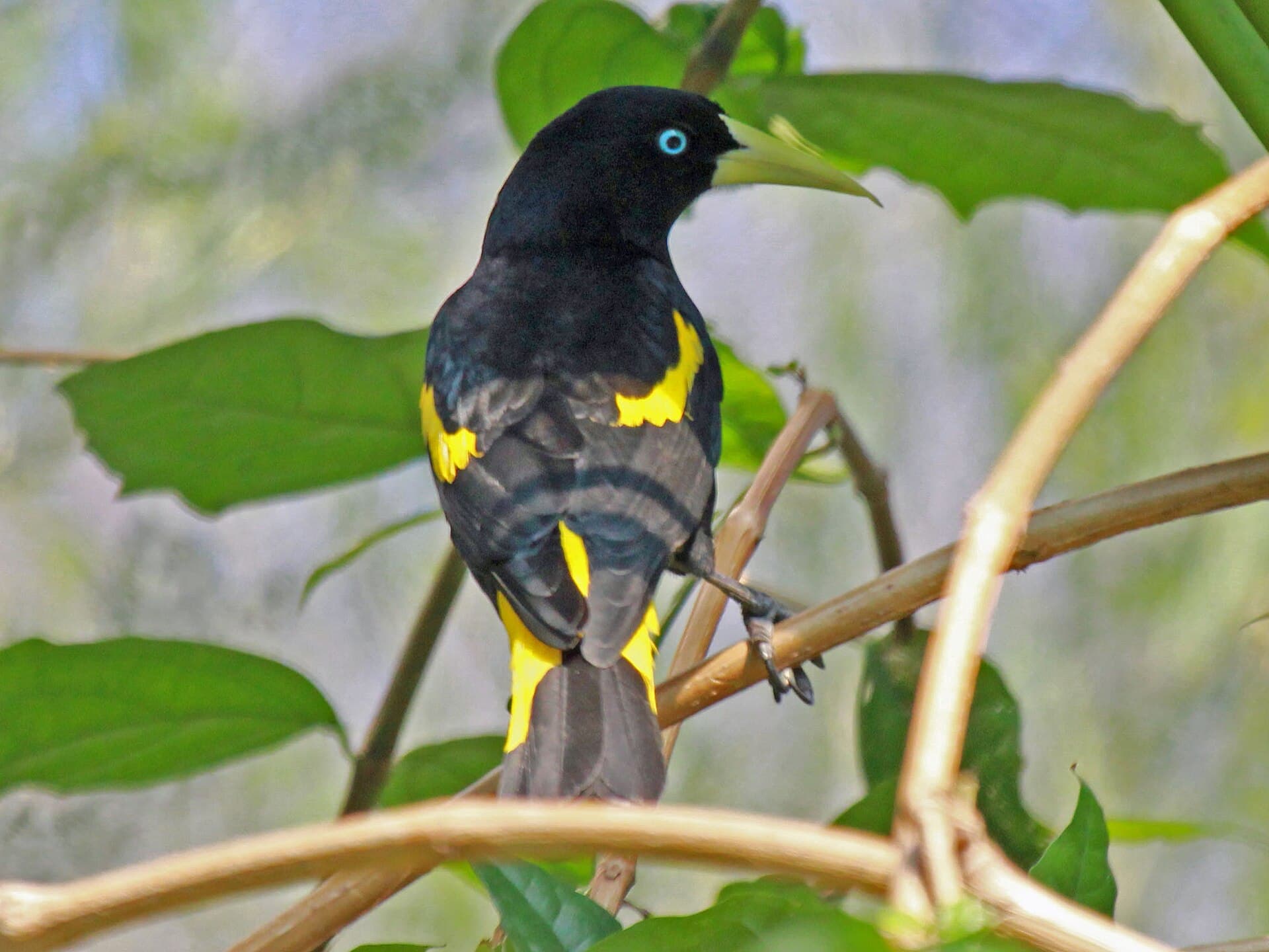 Yellow-rumped Cacique (Cacicus cela)