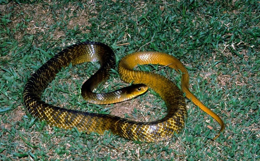 Yellow-Tail Cribo (Drymarchon corais) in Costa Rica