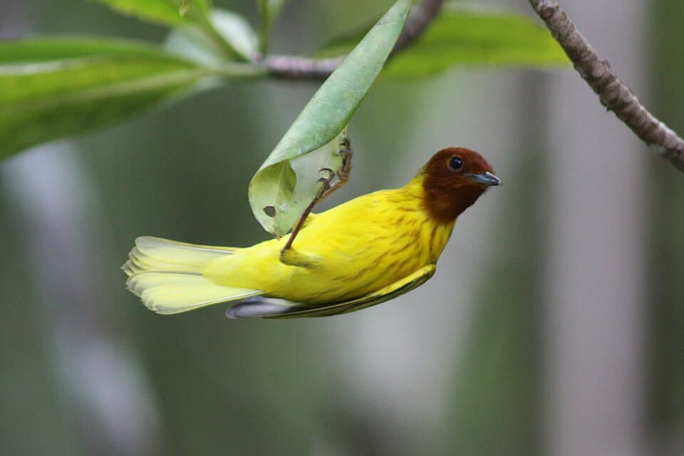 Yellow Warbler / Mangrove Warbler (Setophaga petechia), male, Costa Rica