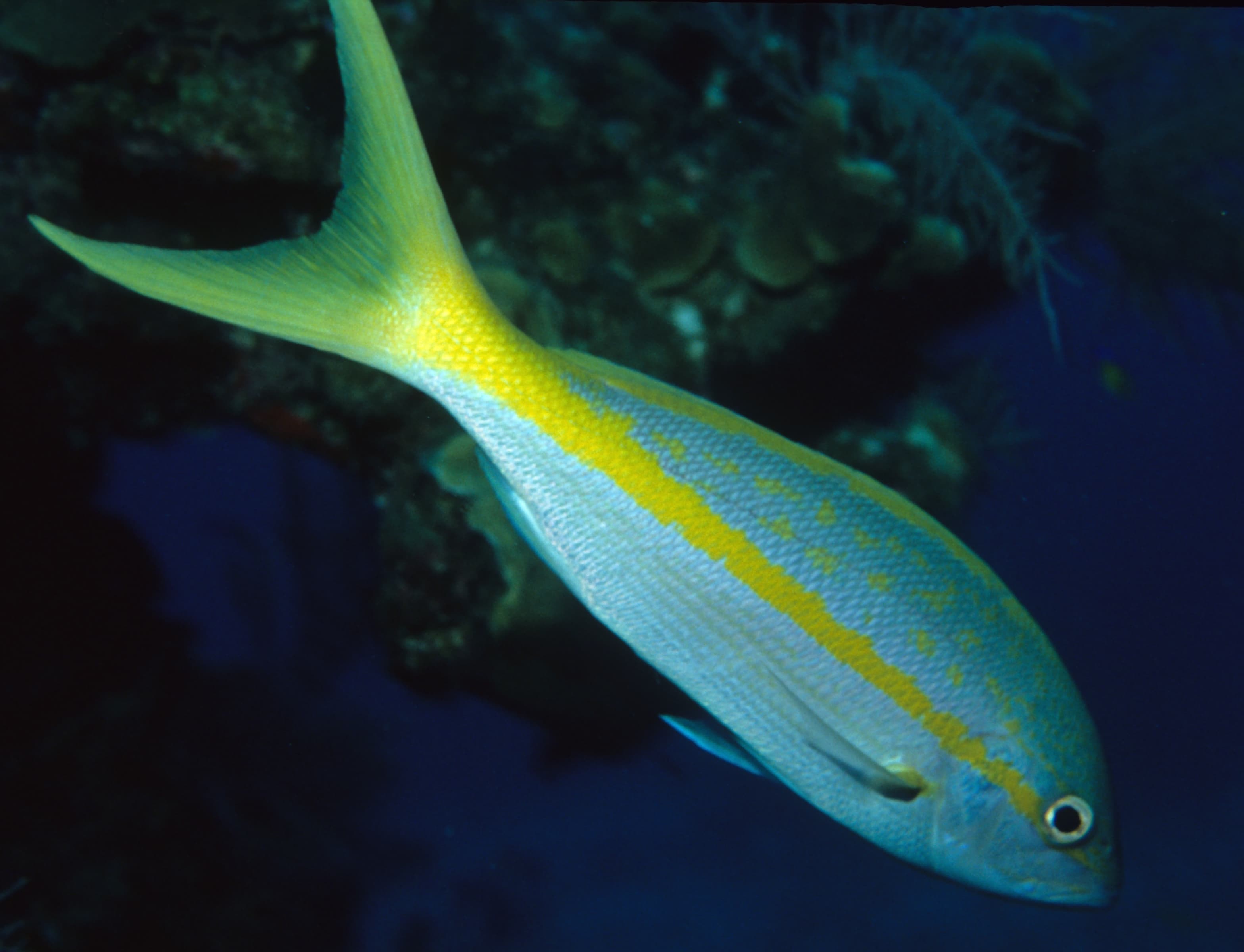 Yellowtail Snapper (Ocyurus chrysurus), Caribbean