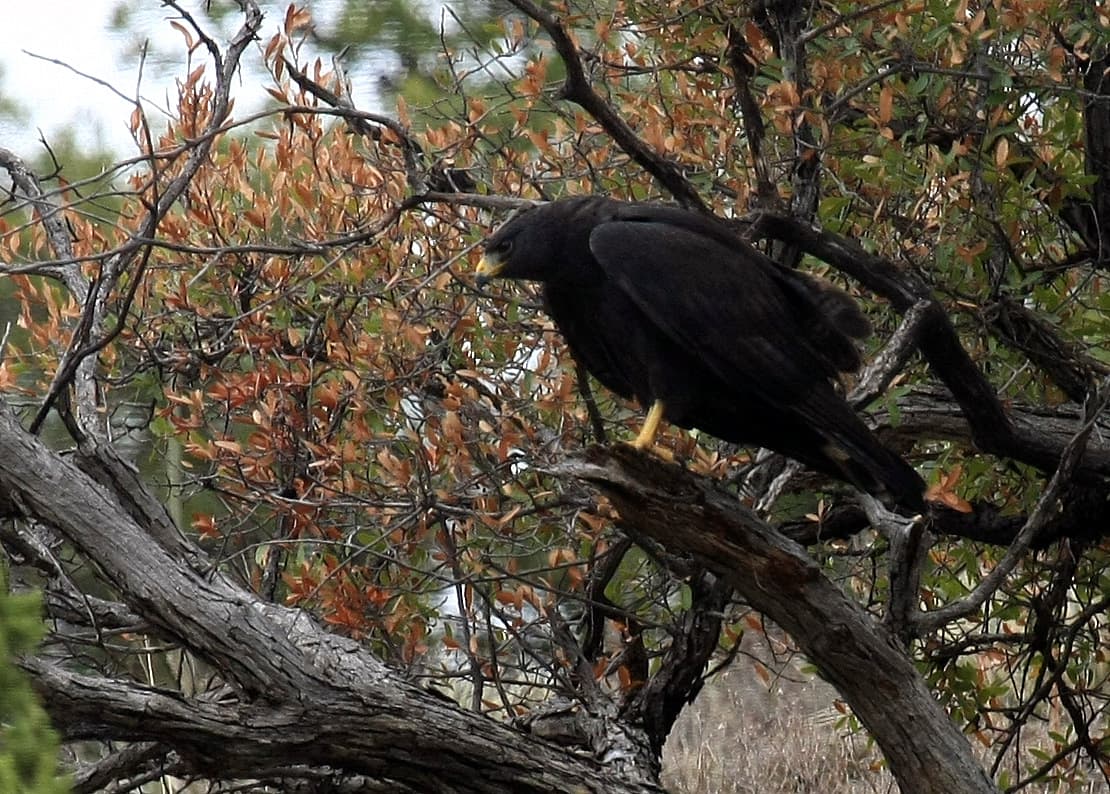 Zone-tailed Hawk (Buteo albonotatus), Arizona