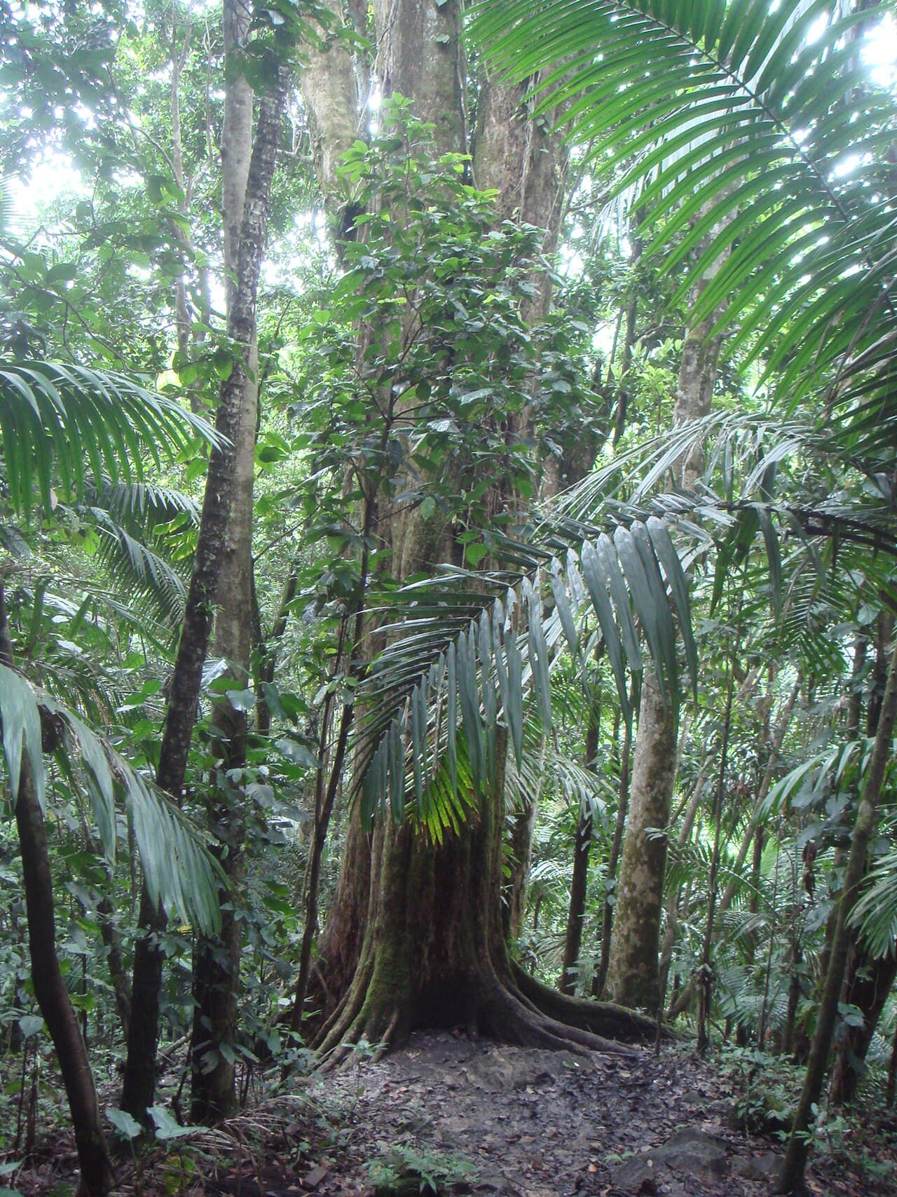Balata / Bulletwood (Manilkara bidentata) tree