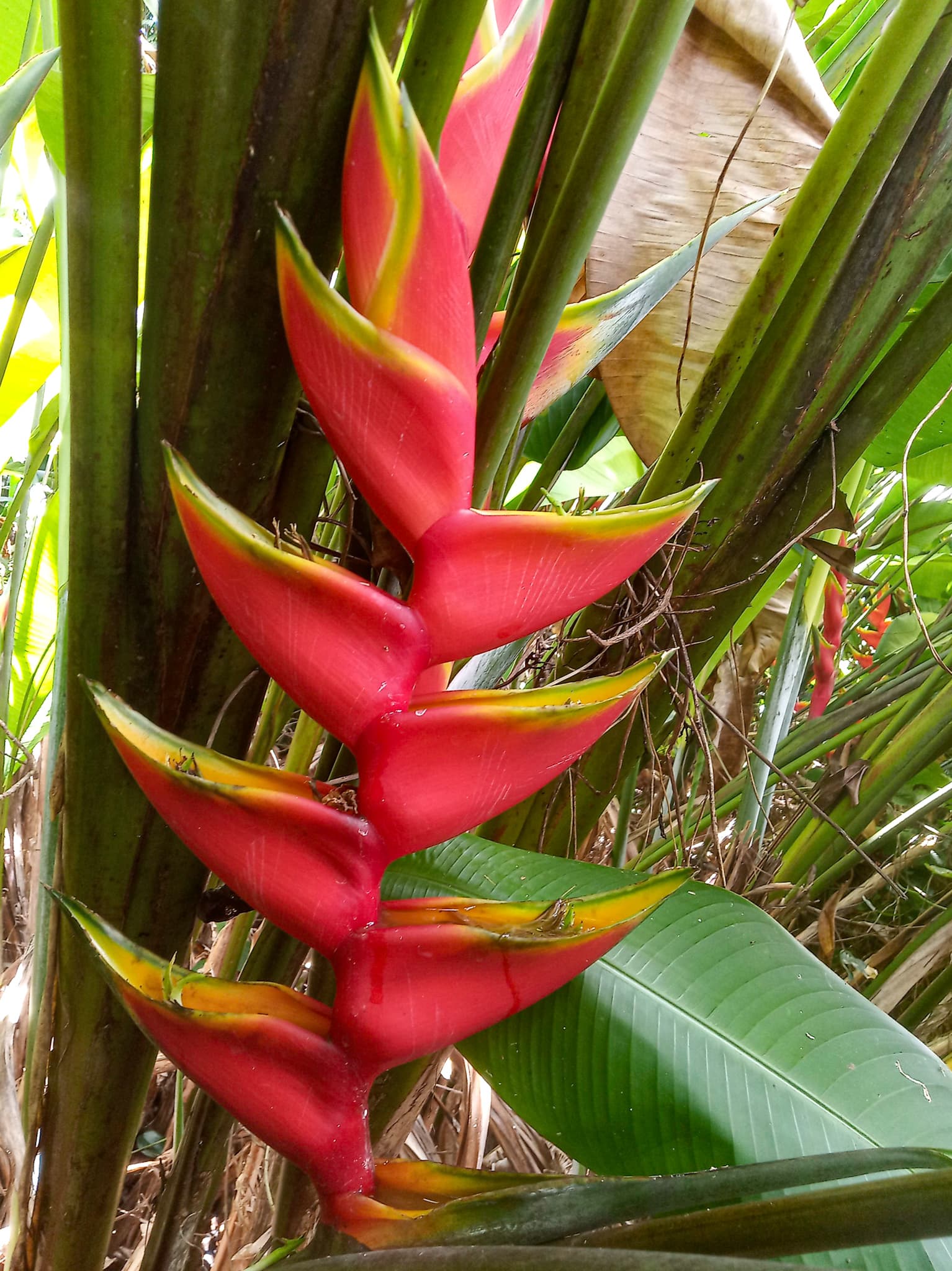 Bright red Balisier (Heliconia caribaea) inflorescence showing vivid red waxy bracts
