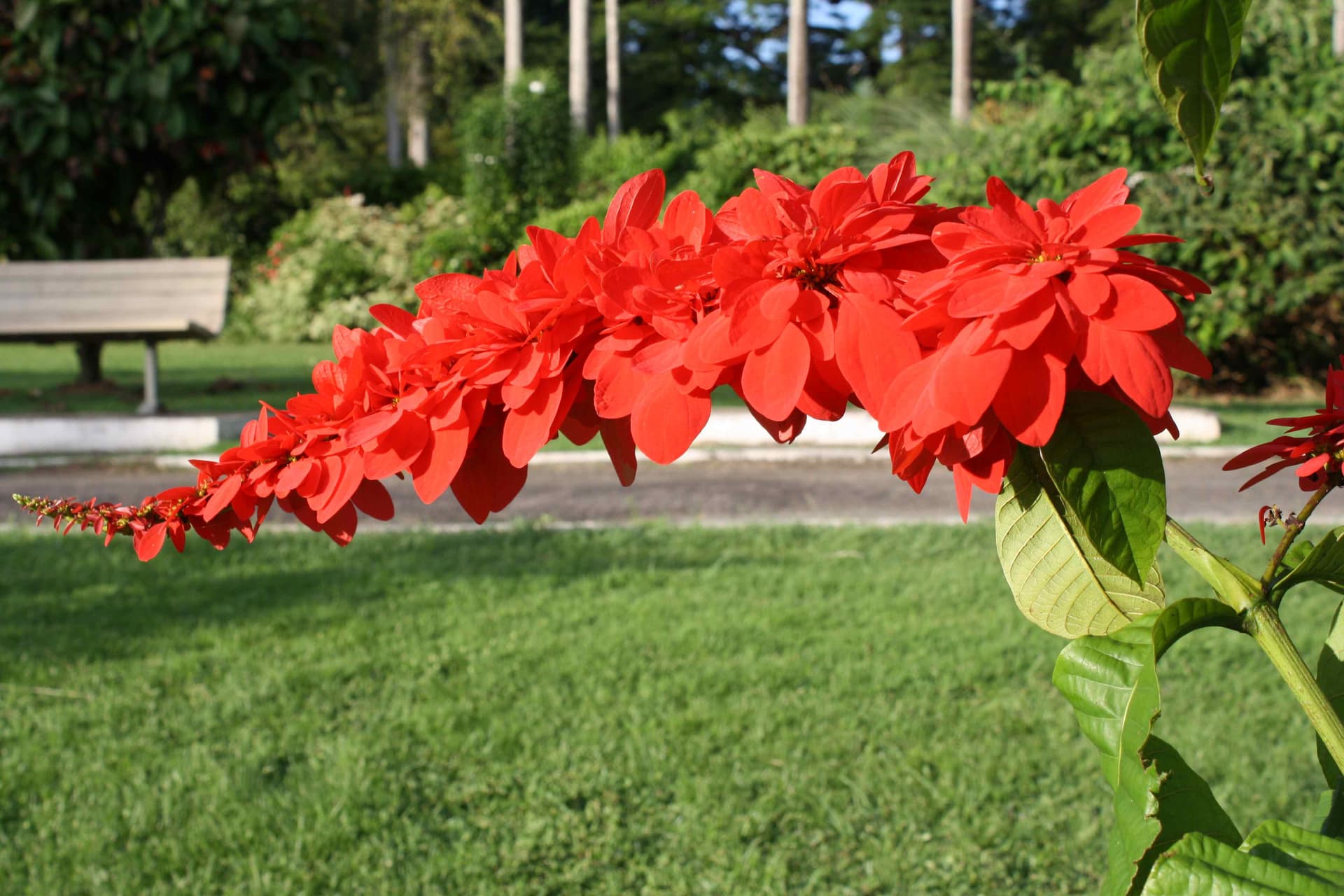 Chaconia (Warszewiczia coccinea), national flower of Trinidad and Tobago, in the Royal Botanic Gardens, Port of Spain