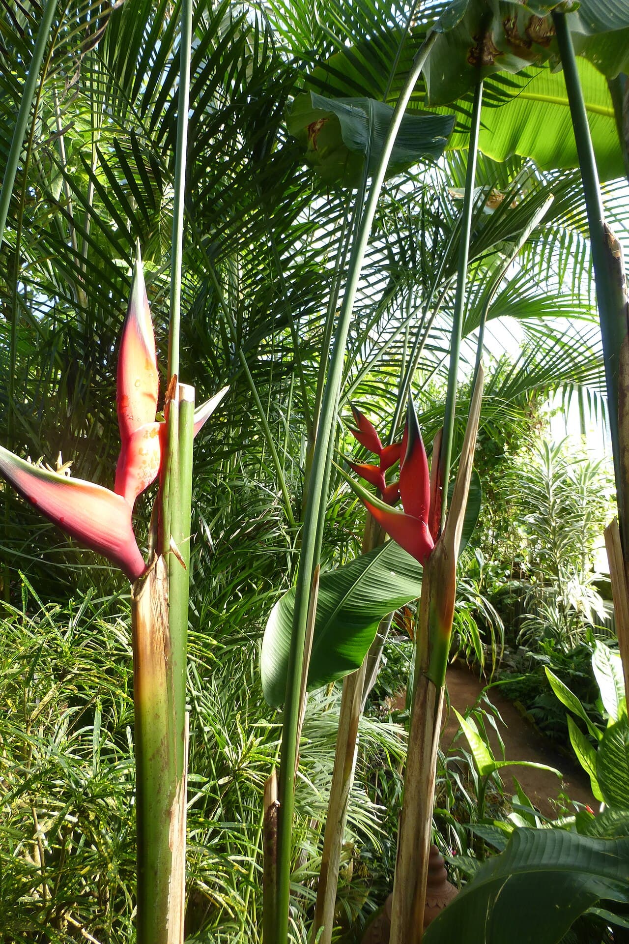 Heliconia / Wild Plantain (Heliconia bihai) bracts and flowers, Geneva