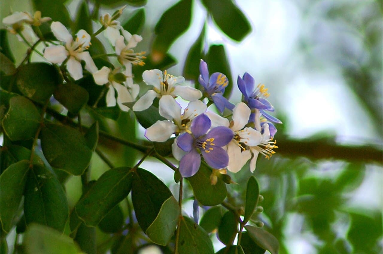 Lignum Vitae (Guaiacum officinale) flowers, violet-blue blooms