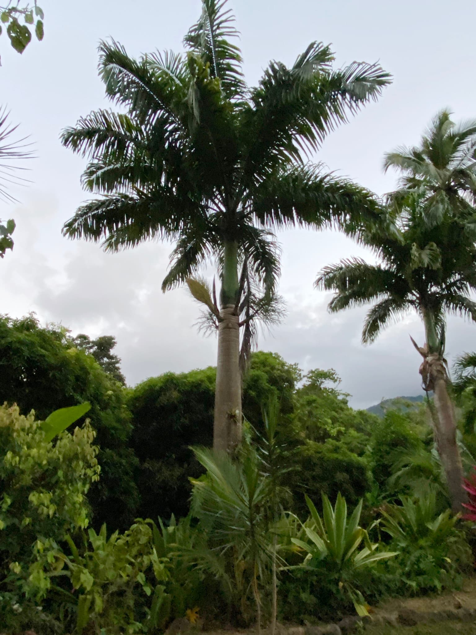 Roystonea oleracea (Mountain Cabbage Palm / Chaguaramos) in Dominica