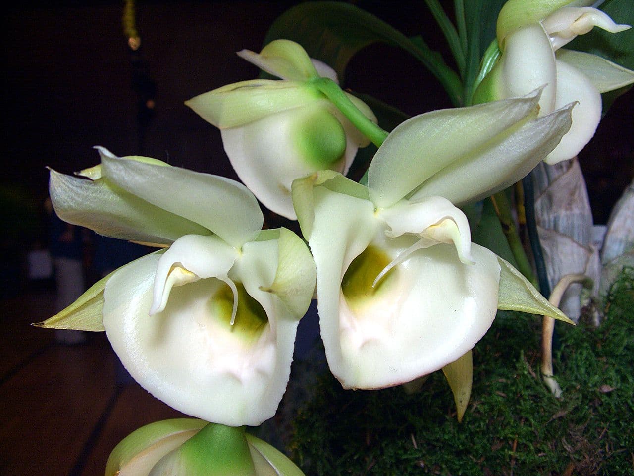 Catasetum pileatum (Pileated Catasetum) flowers at orchid exhibition