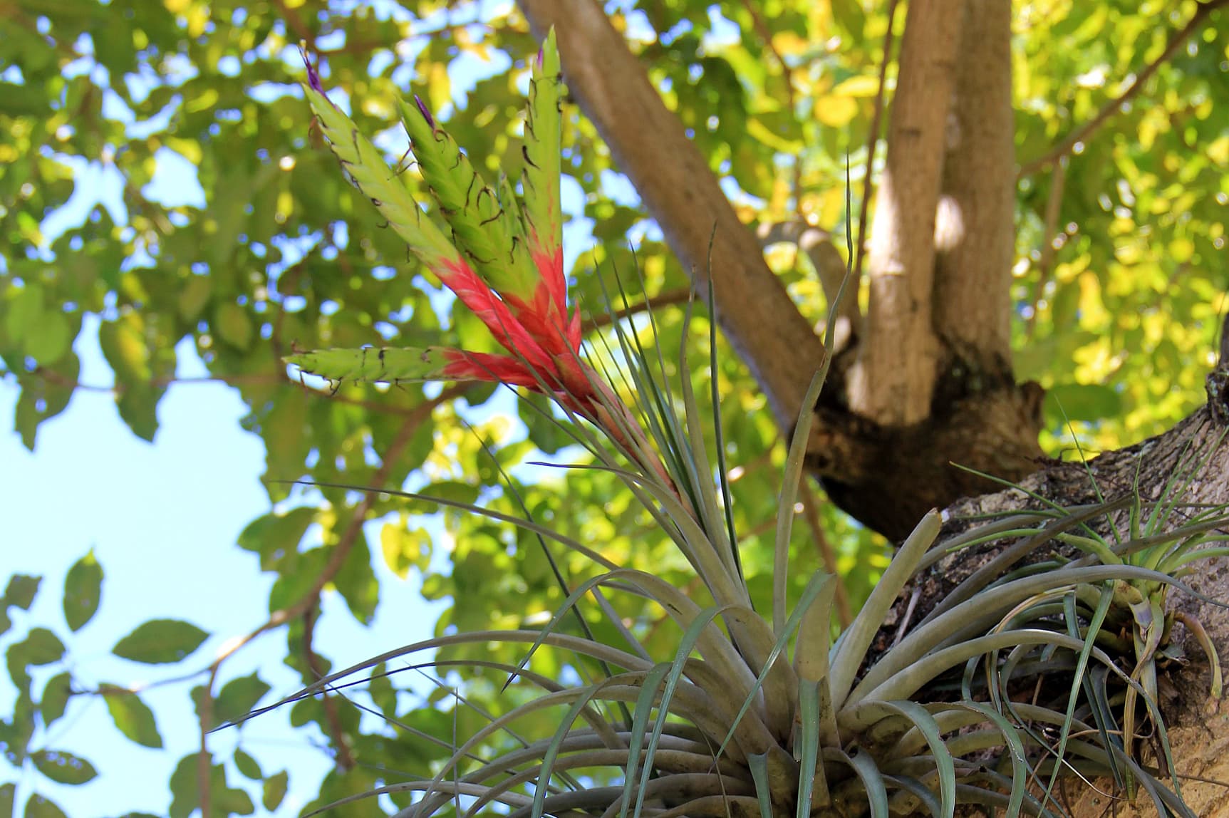 Quill-Leaf Bromeliad (Tillandsia fasciculata) in flower