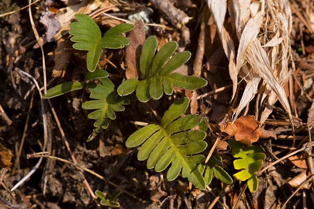 Resurrection Fern (Pleopeltis polypodioides) on tree bark
