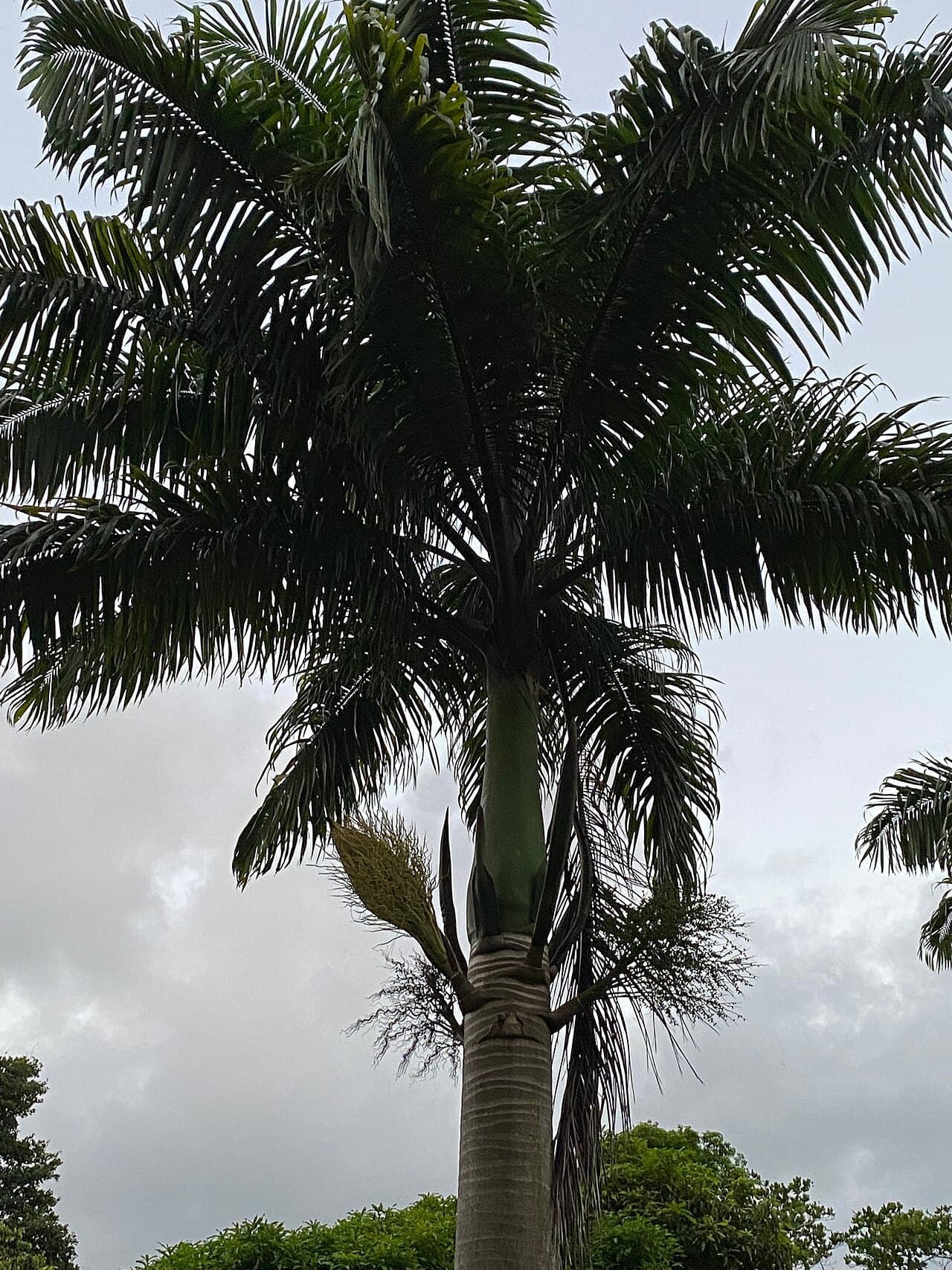 Royal Palm / Chaguaramos (Roystonea oleracea) in Dominica