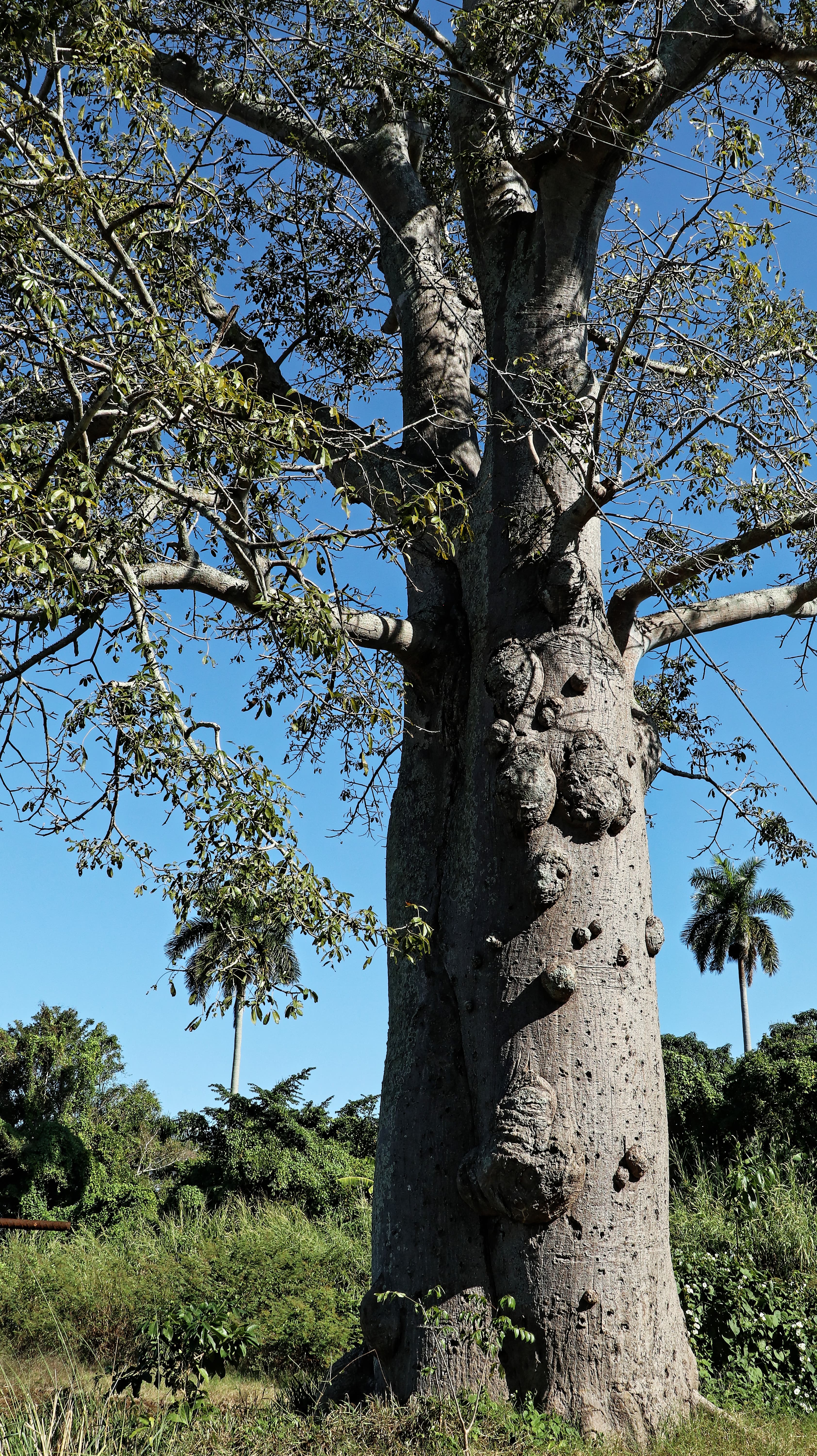 Silk Cotton / Kapok tree (Ceiba pentandra) in Cuba