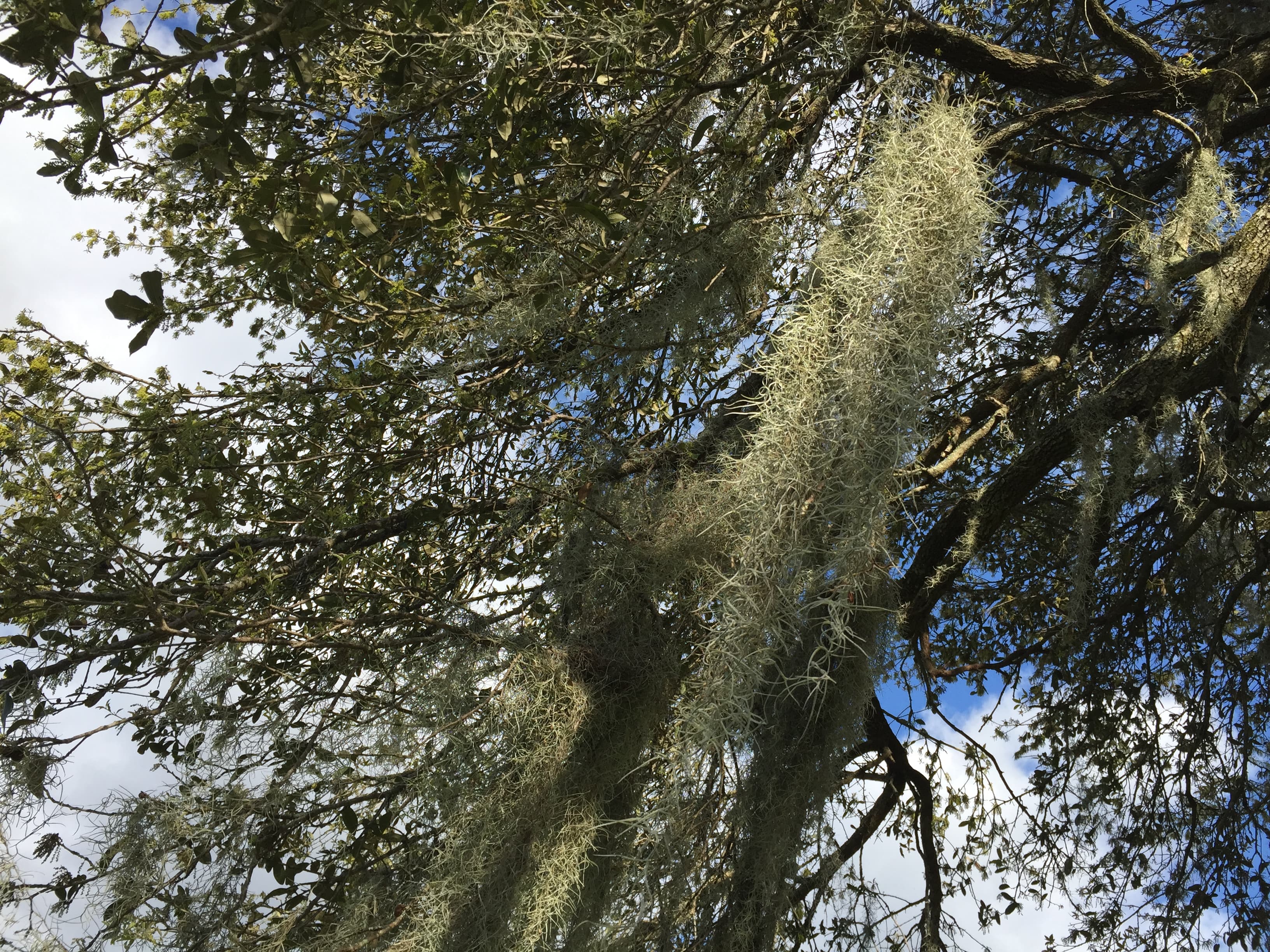 Spanish Moss (Tillandsia usneoides) draped on Southern Live Oak, Louisiana