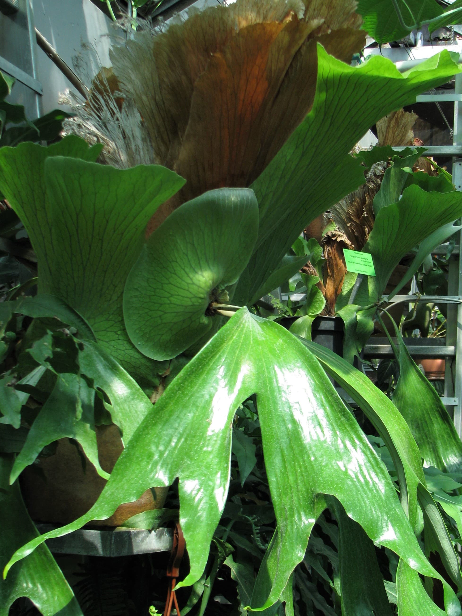 Staghorn Fern (Platycerium stemaria) epiphytic fern