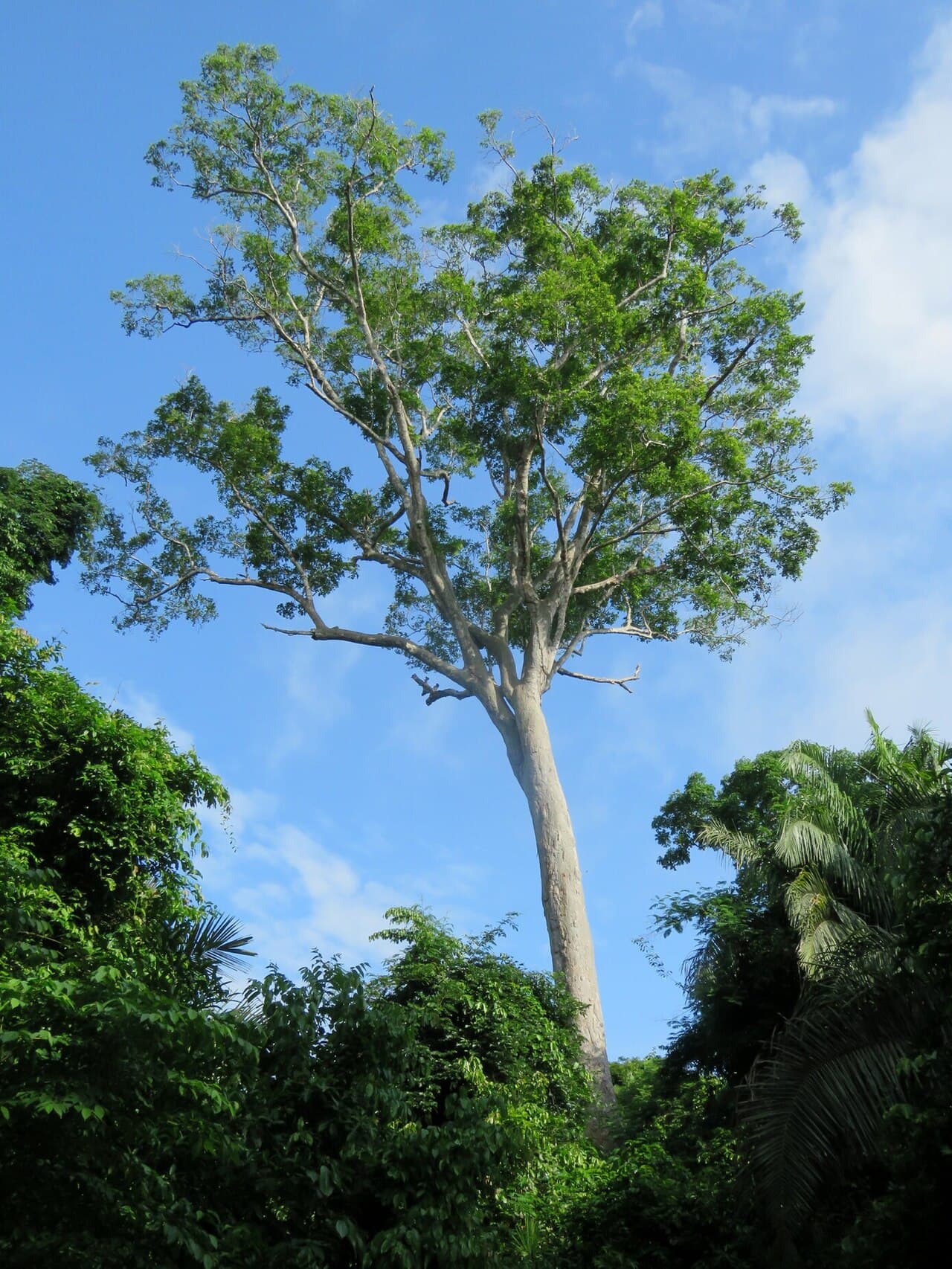 Tonka Bean / Cumaru (Dipteryx odorata) tree, Vaca Diez, Bolivia