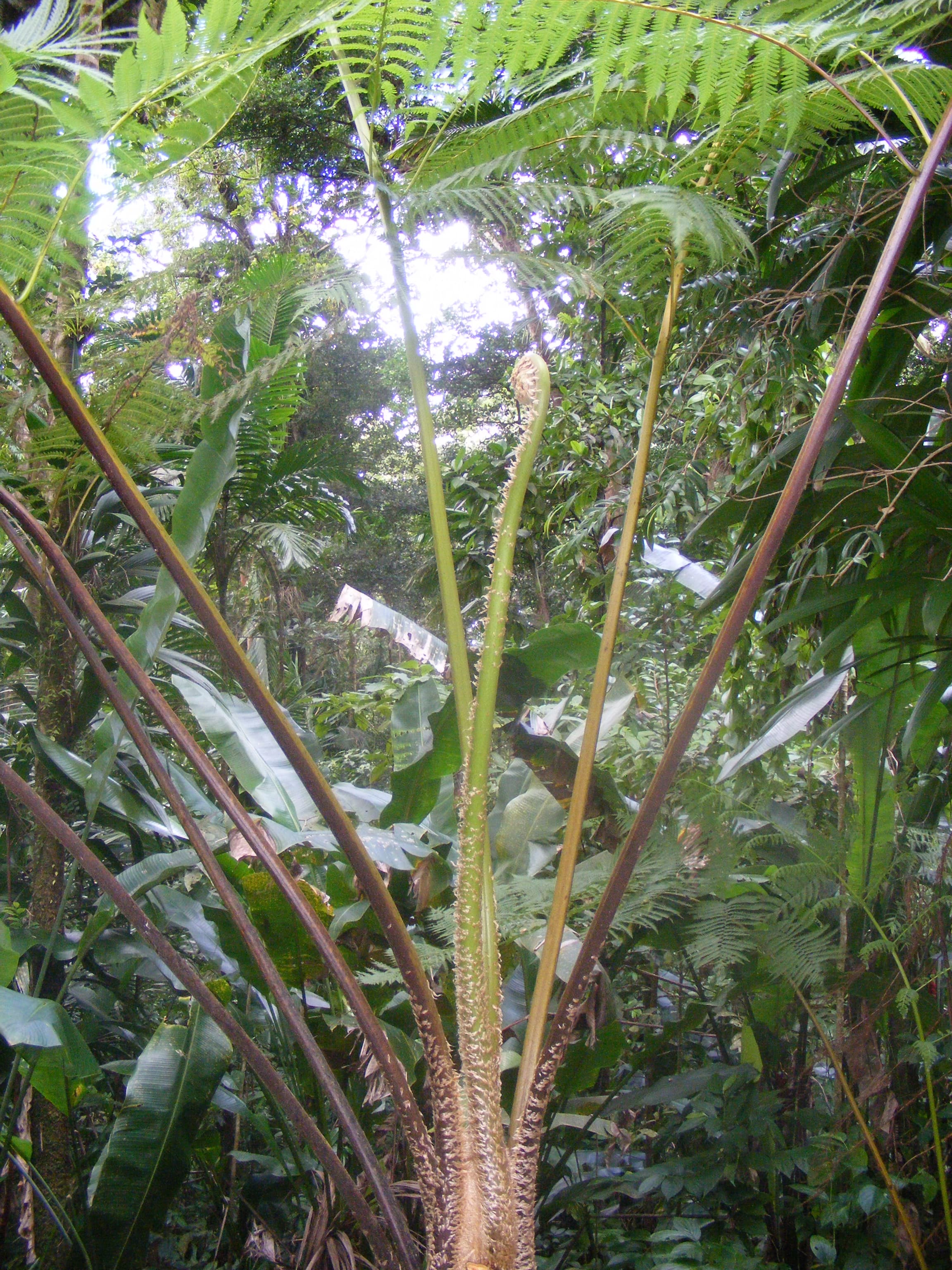 West Indian Tree Fern (Cyathea arborea) on St Lucia