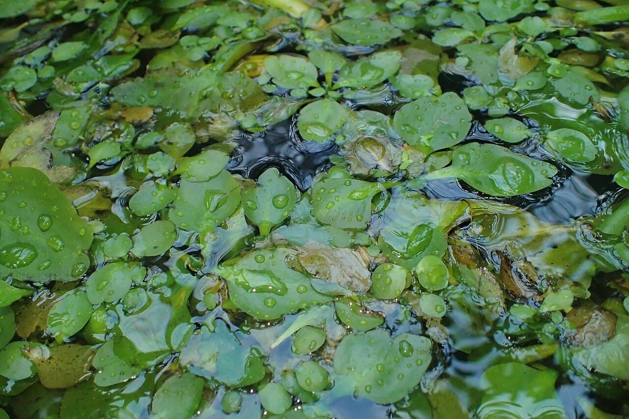Water Fern (Ceratopteris thalictroides) aquatic fern