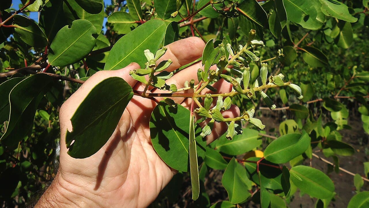 White Mangrove (Laguncularia racemosa) leaves and flowers
