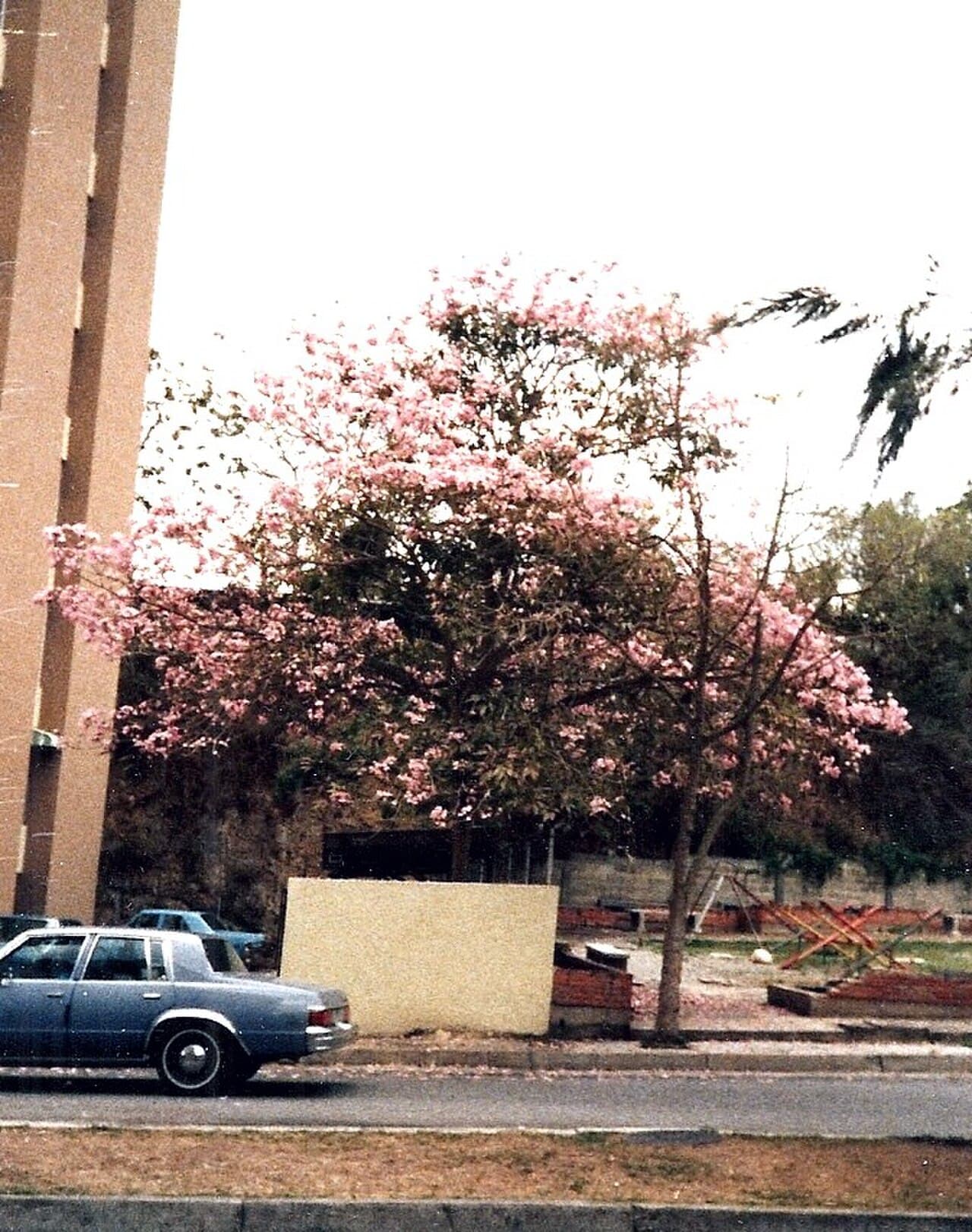 White Poui / Pink Trumpet Tree (Tabebuia rosea) in flower