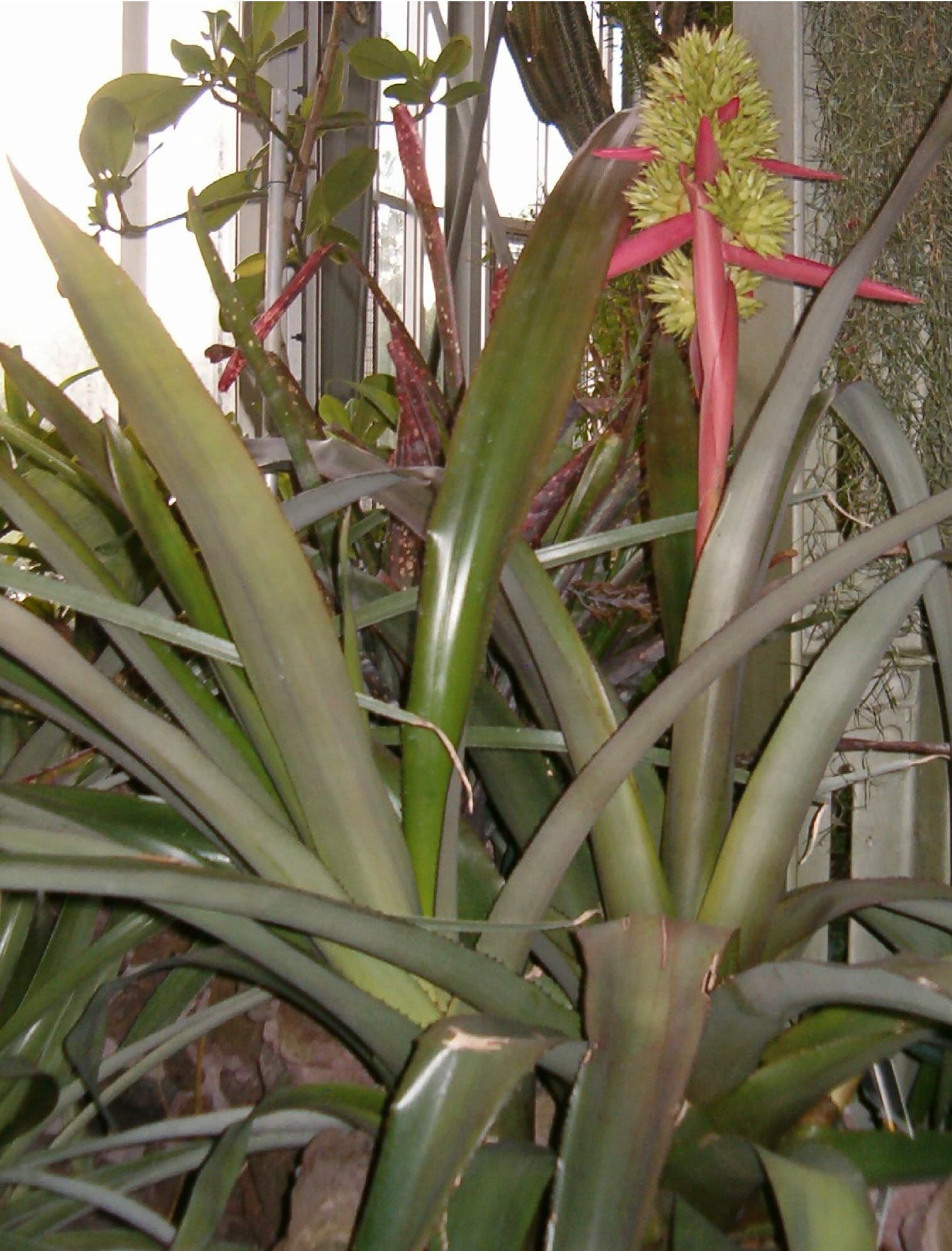 Wild Pine Bromeliad (Aechmea aquilega) habit and inflorescence, Berlin Botanical Garden