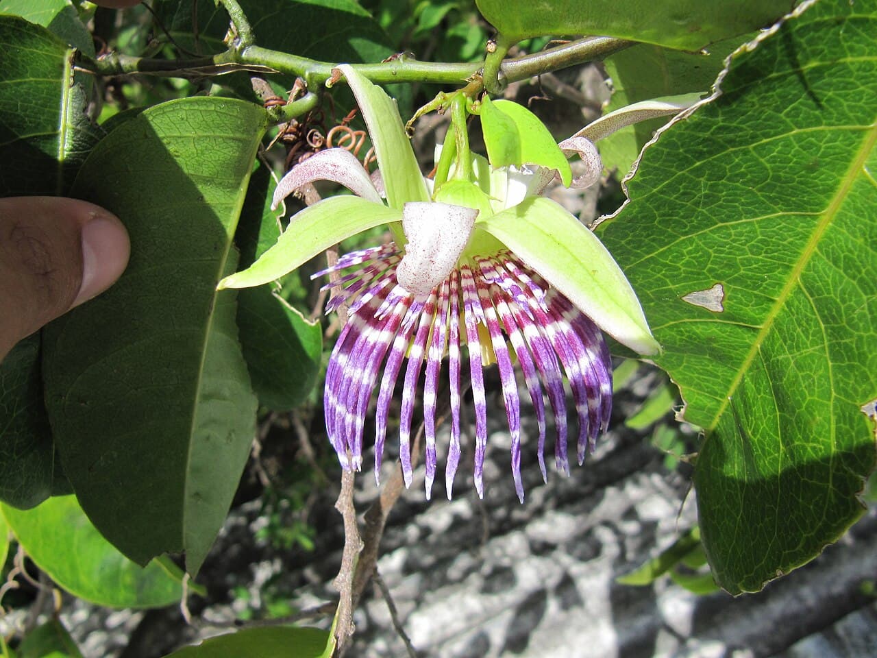 Yellow Granadilla / Water Lemon (Passiflora laurifolia) flower