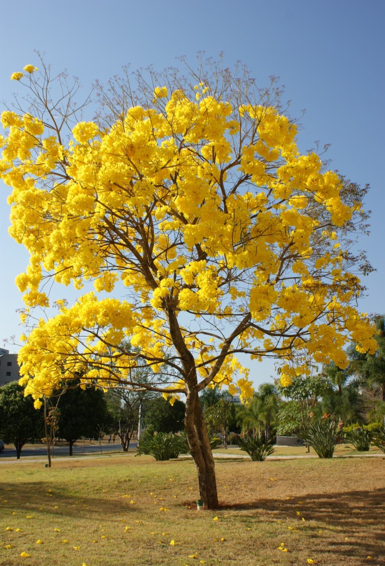 Yellow Poui (Handroanthus serratifolius) in flower, Brasília