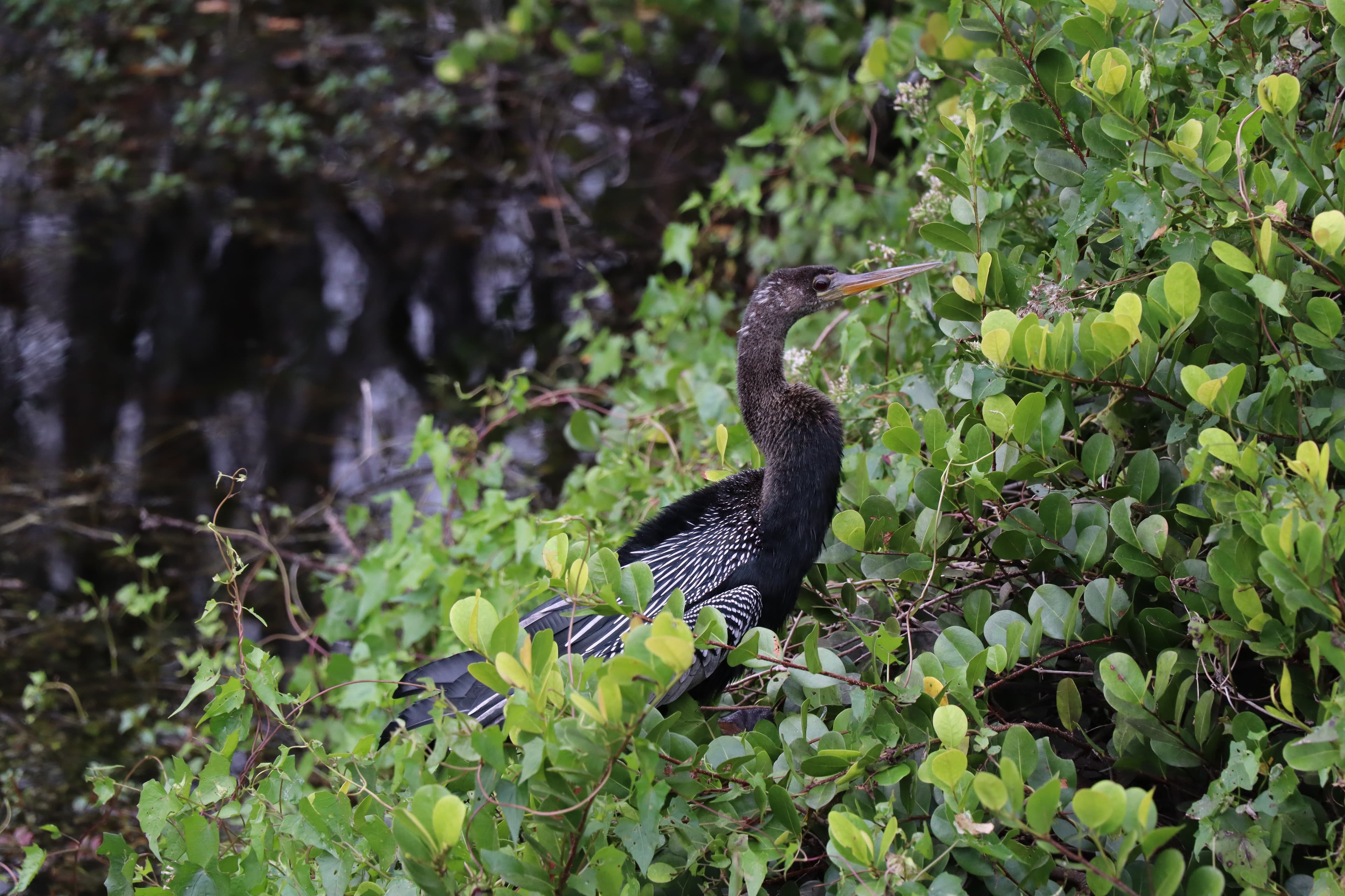 Anhinga perched among branches at Big Cypress National Preserve, Florida