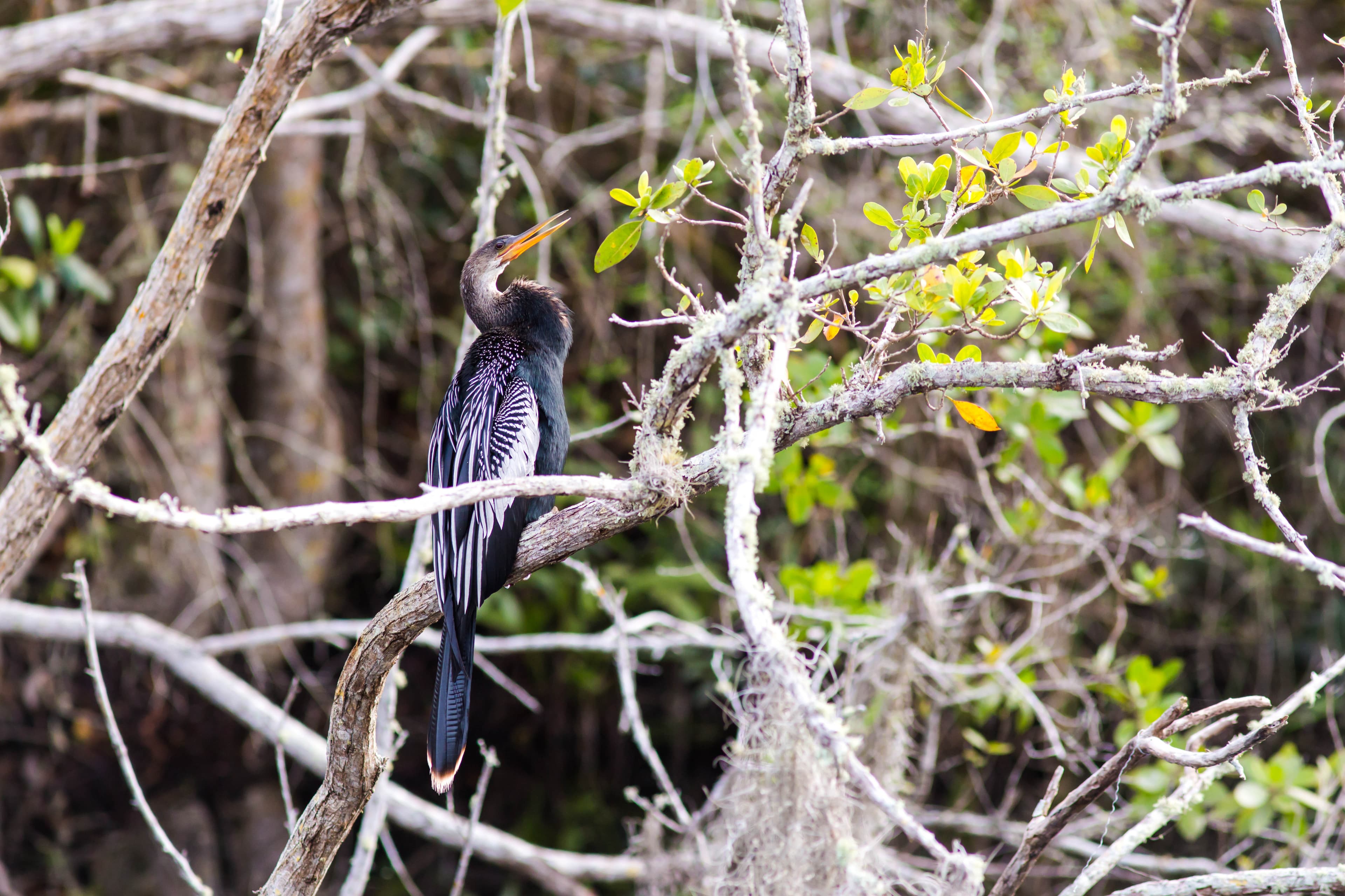 Anhinga (Anhinga anhinga) portrait in natural habitat