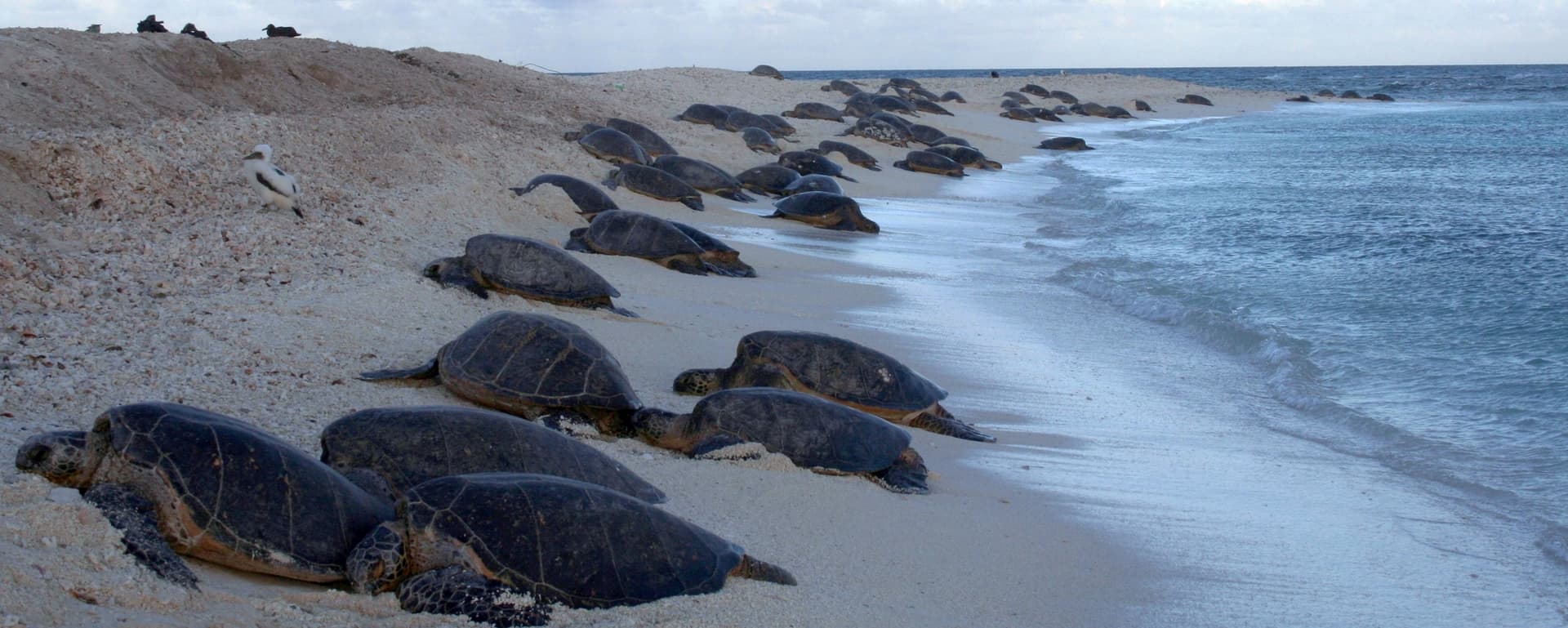 Green sea turtles basking and resting together at French Frigate Shoals, Hawaii