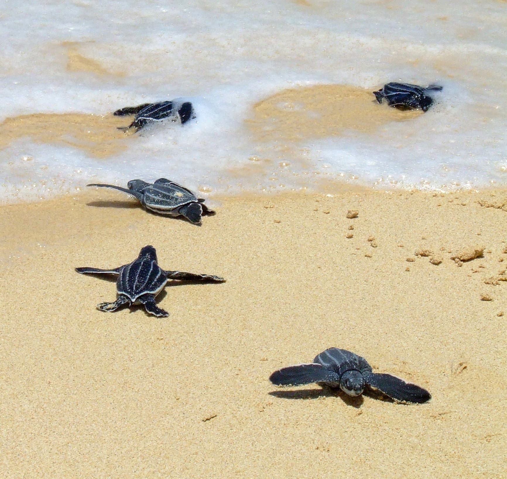 Leatherback sea turtle hatchlings making their way to the ocean
