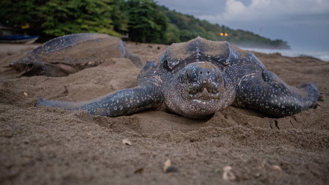 Leatherback sea turtle nesting on Grande Riviere beach, Trinidad