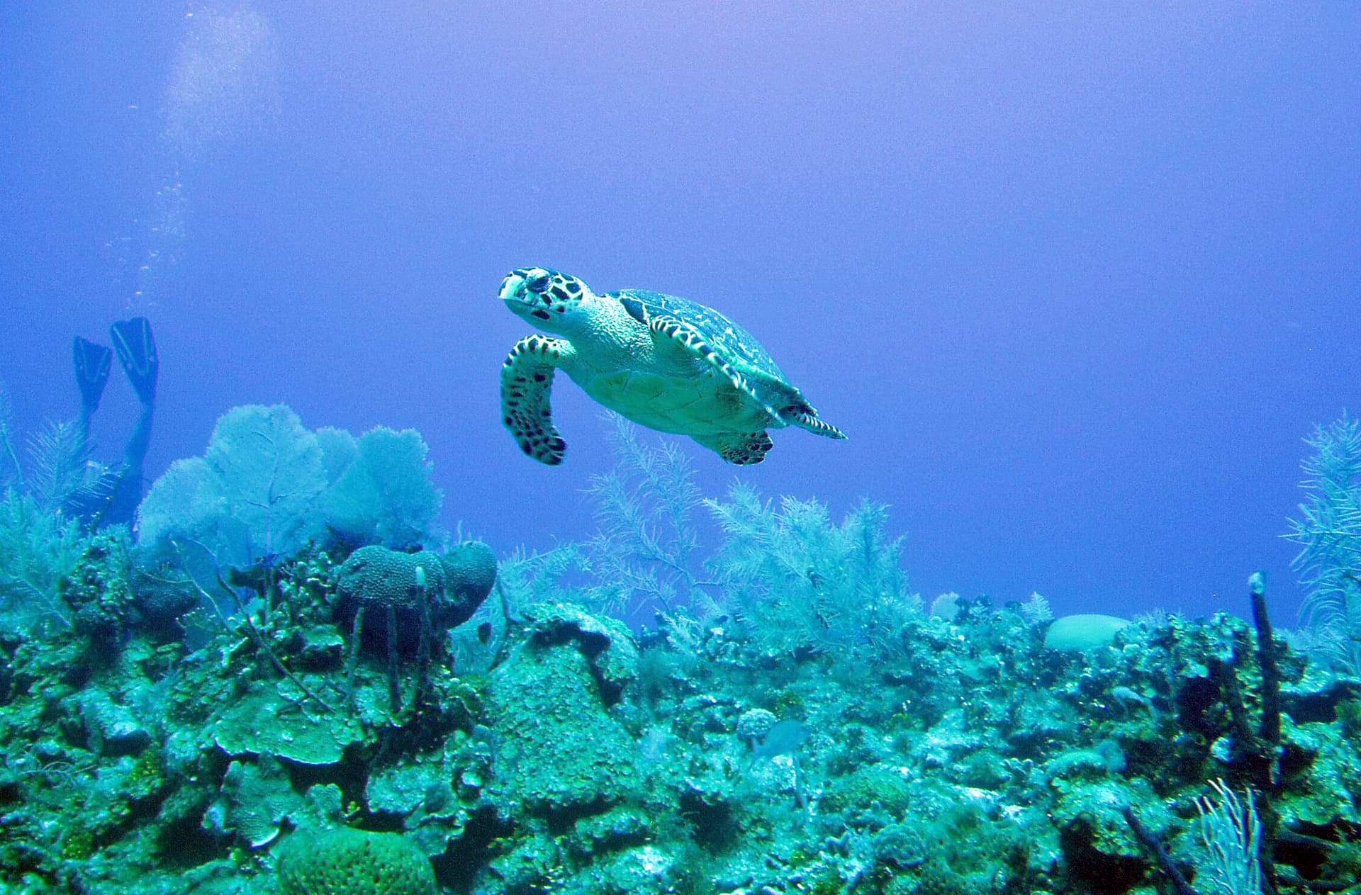 Loggerhead sea turtle swimming in the Caribbean Sea near Grand Cayman