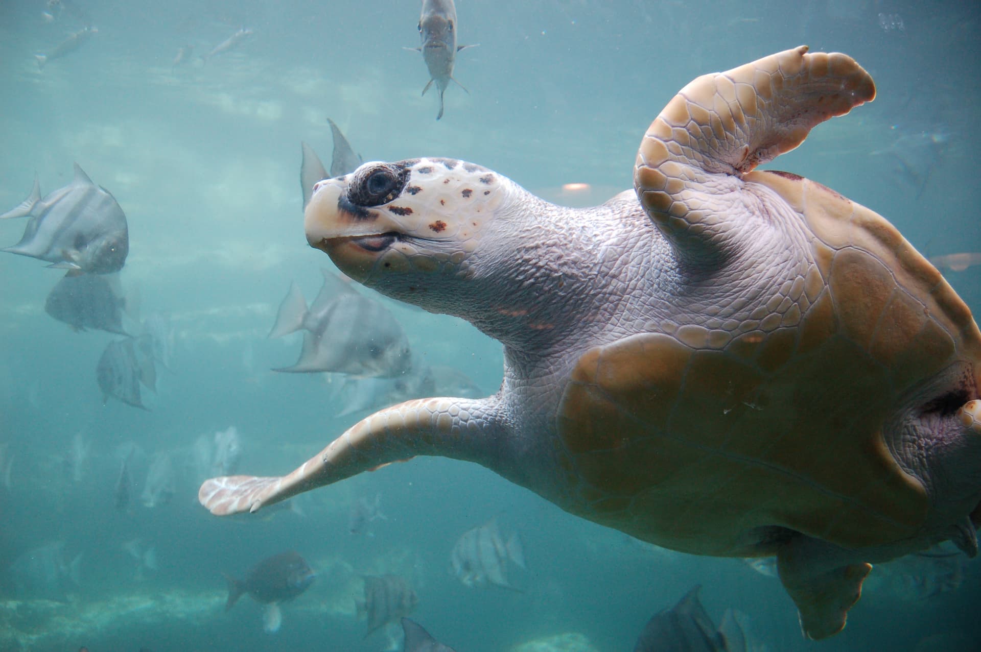 Loggerhead sea turtle (not a local T&T sighting)